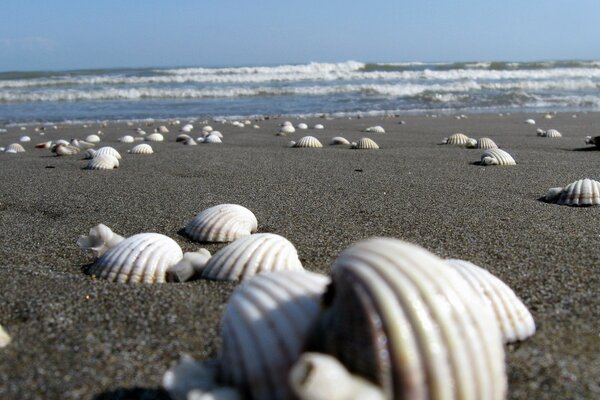 Meisterwerke der Natur am wilden Strand