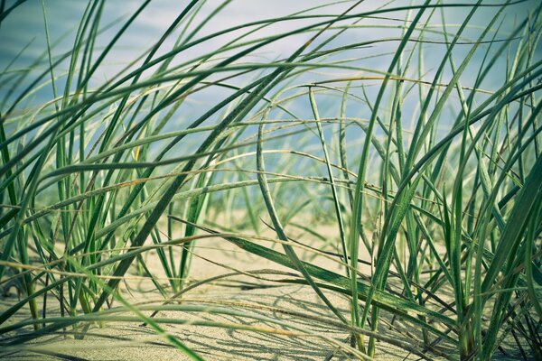 Desktop screensaver with grass