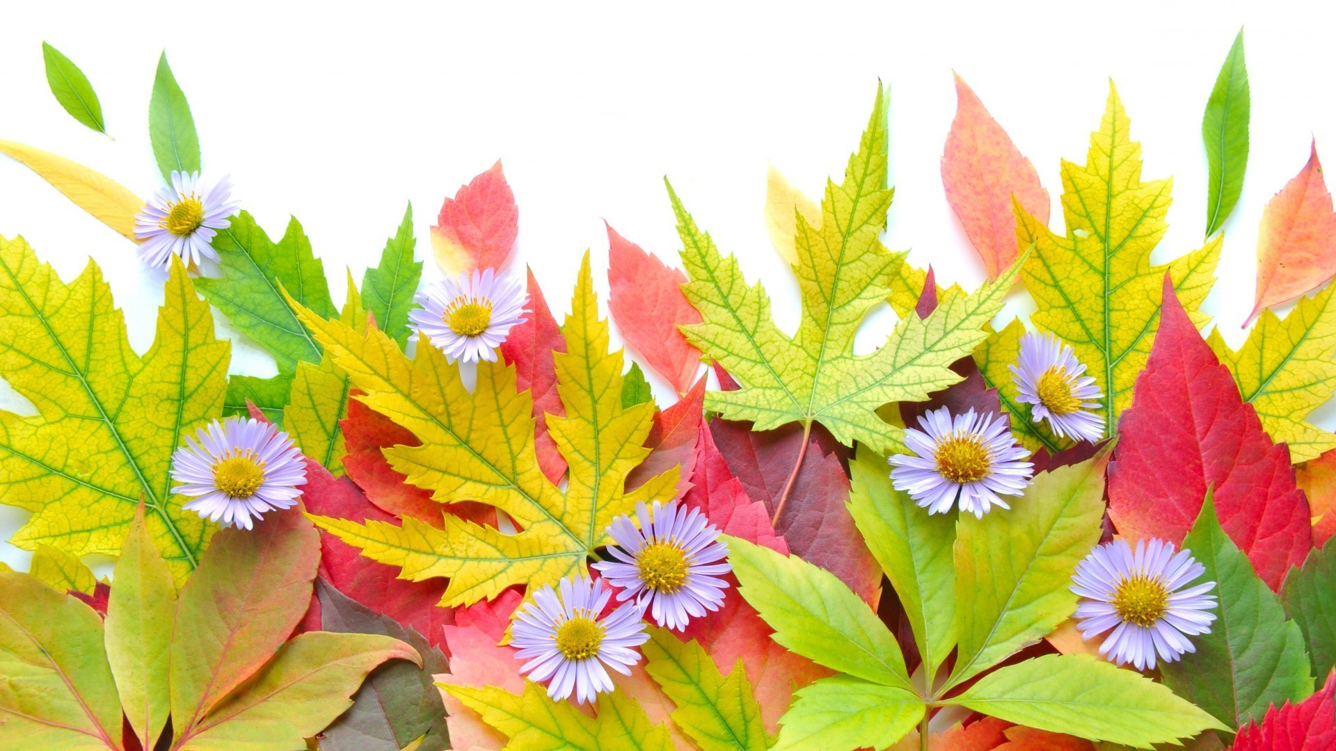 花 叶 自然 植物 夏天 明亮 花园 生长 季节 花 颜色 花