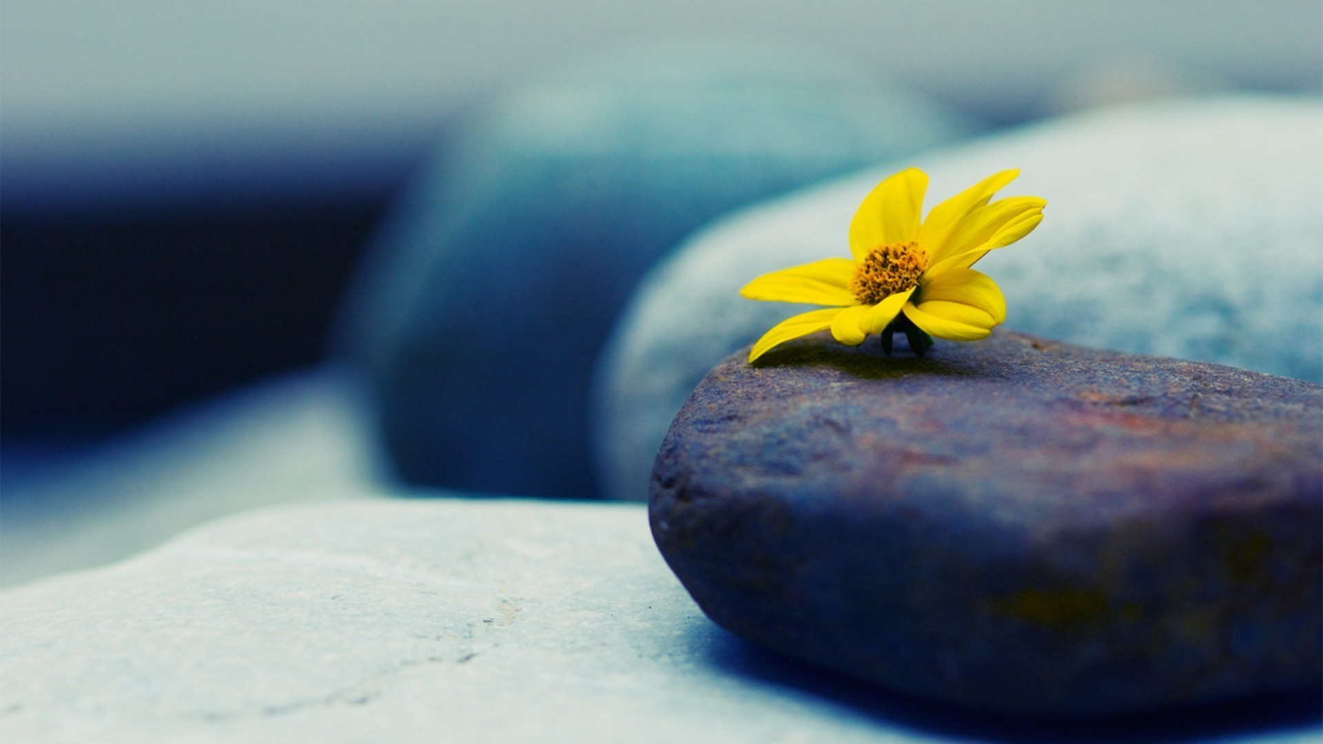 flores borrão natureza flor ainda vida zen ao ar livre dof verão água