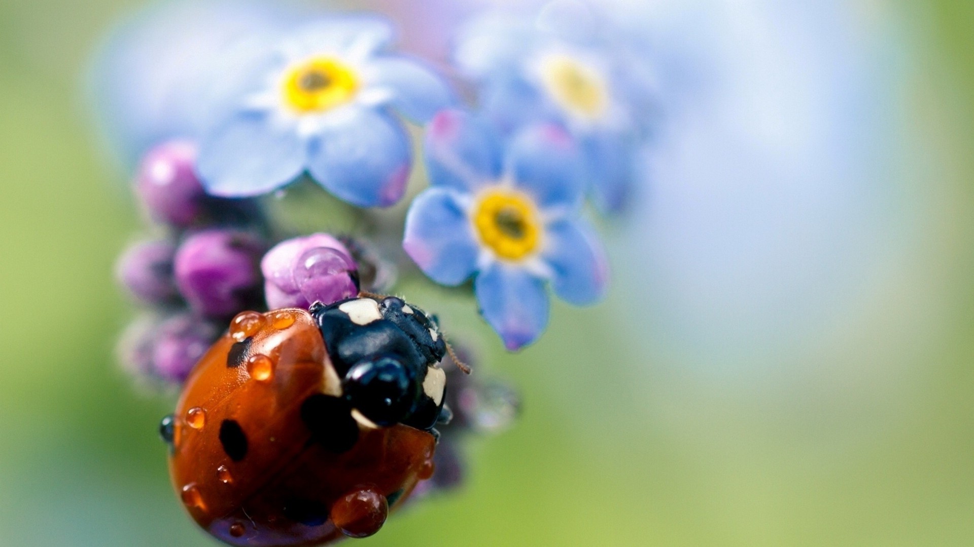 insects nature summer flower leaf flora bright color blur garden