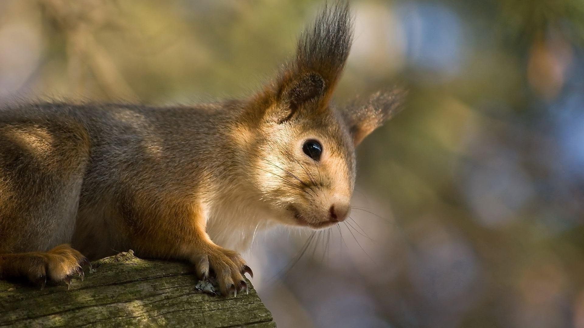 scoiattolo mammifero scoiattolo fauna selvatica roditore sveglio natura all aperto pelliccia animale occhio osservazione piccolo ritratto