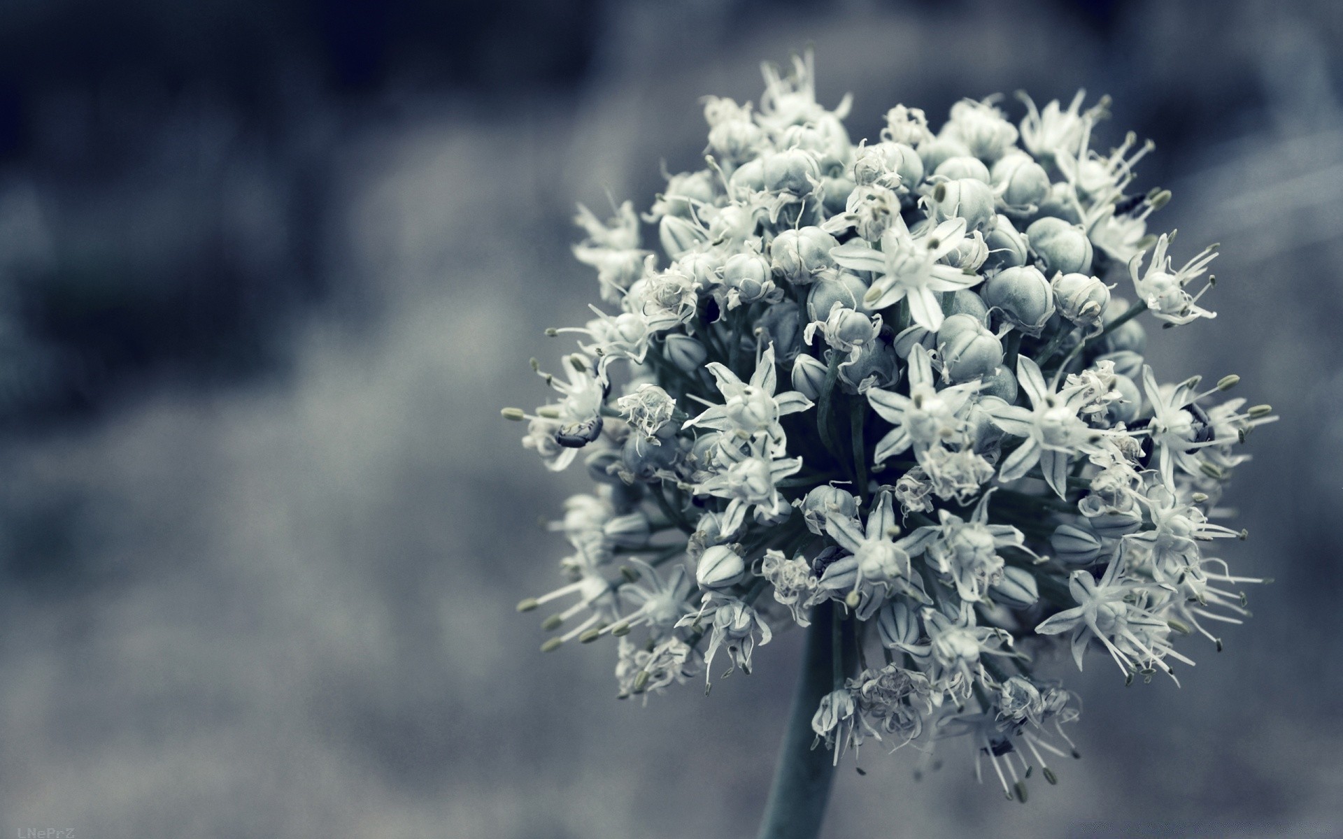 fotografia macro temporada flor natureza flora inverno geada ao ar livre neve árvore crescimento folha verão brilhante