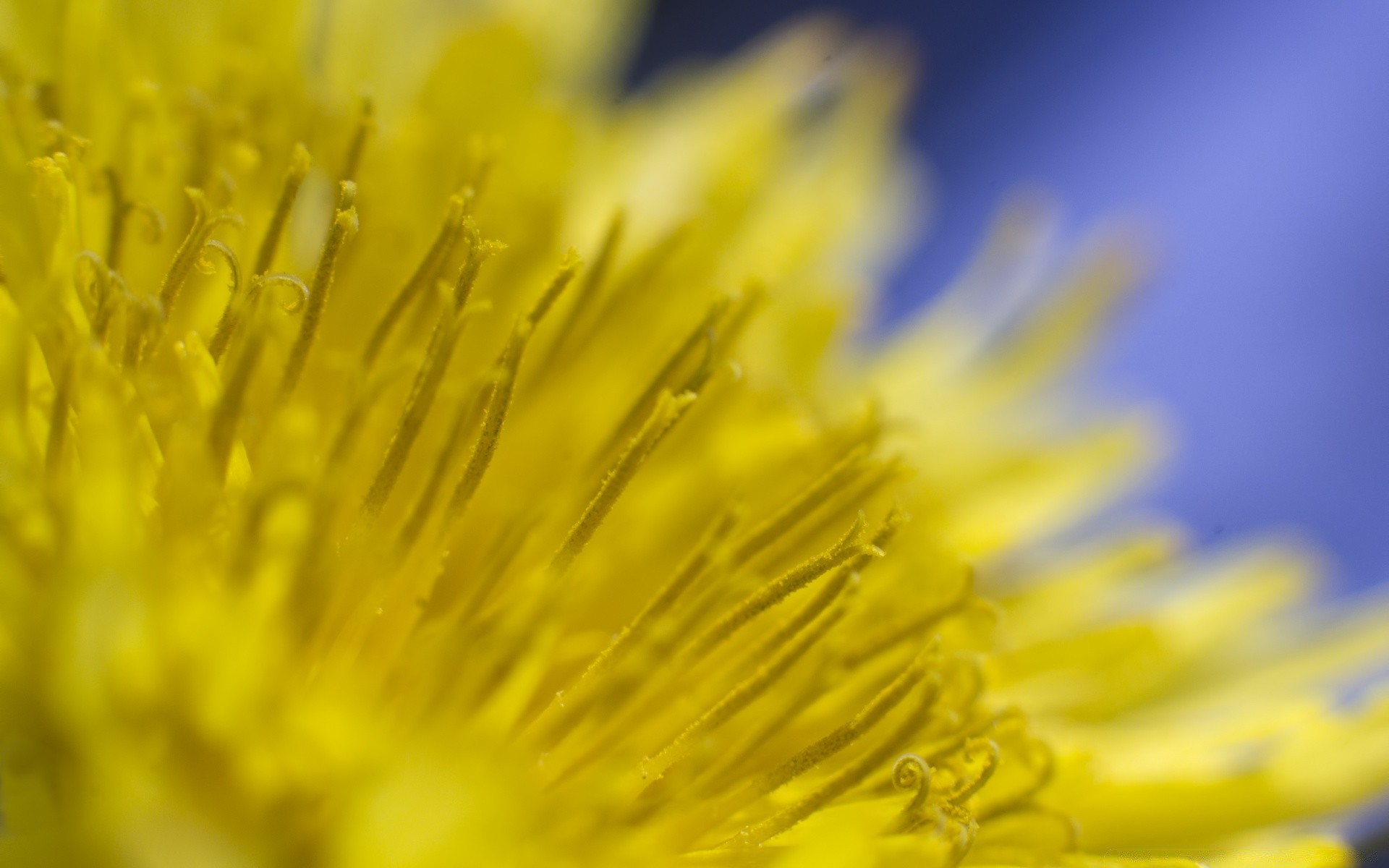 macro nature flower flora dandelion garden summer bright petal leaf color blooming desktop close-up sun vibrant