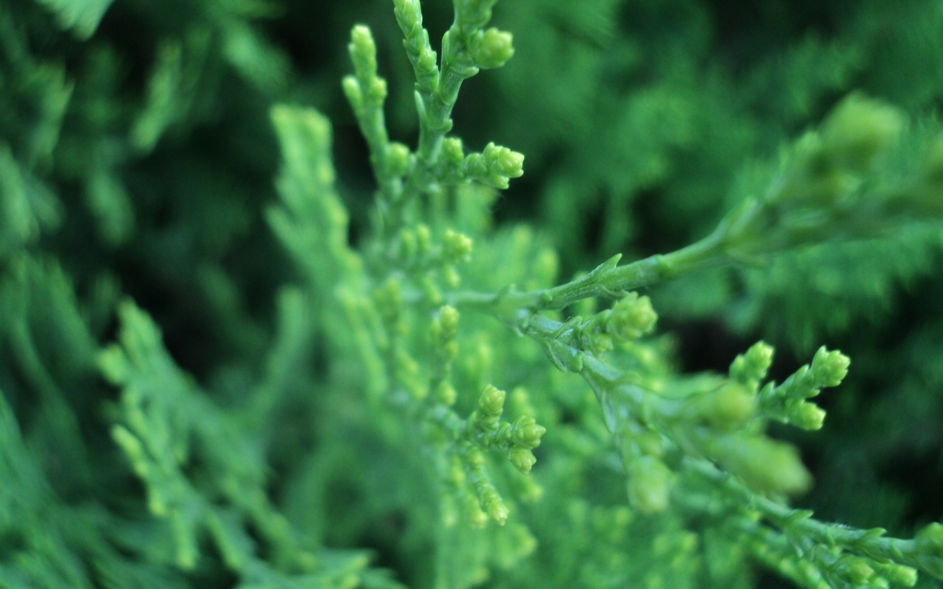 macro leaf flora nature garden vegetable freshness grow food growth close-up medicine herb environment lush tree outdoors biology fern summer