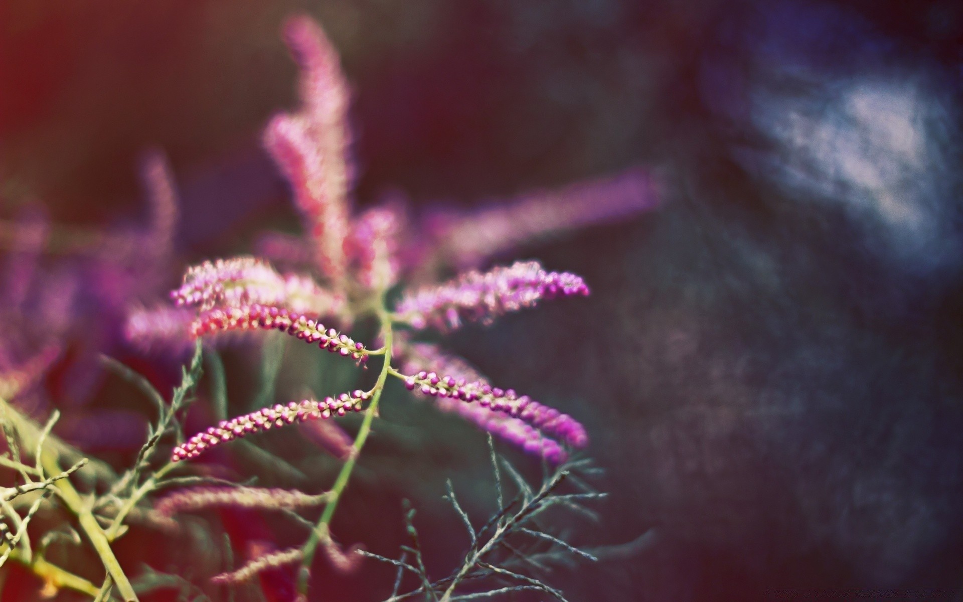 makroaufnahme natur blume flora im freien farbe garten sommer hell schließen blatt desktop unschärfe schön blühen