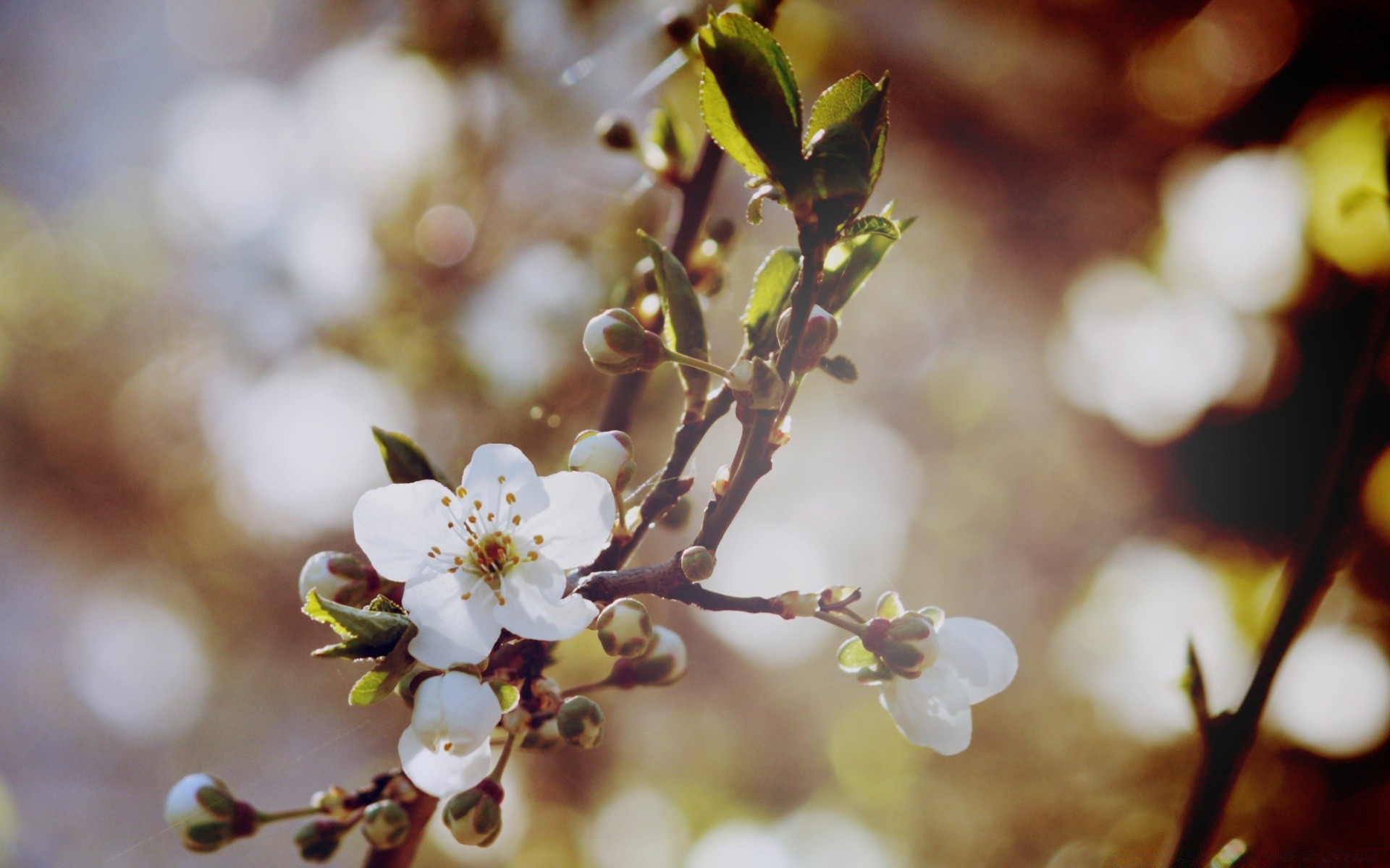 macro flor maçã cereja natureza árvore ramo folha ao ar livre borrão crescimento ameixas flora amigo bom tempo dof primavera damasco delicado sol