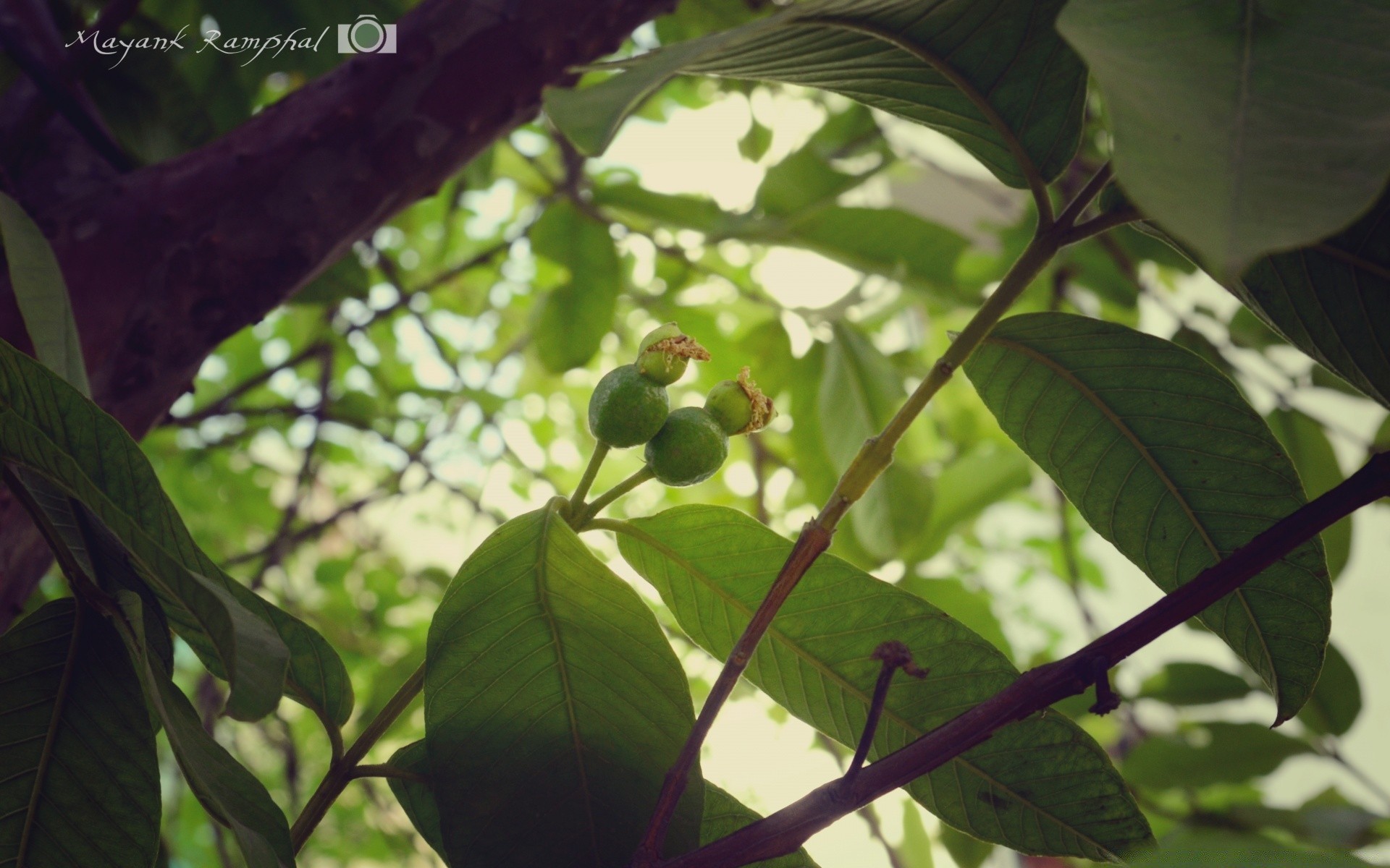 makro fotoğrafçılığı yaprak doğa ağaç flora büyüme yemek açık havada şube meyve tarım bahçe ortamlar tropikal yakın çekim