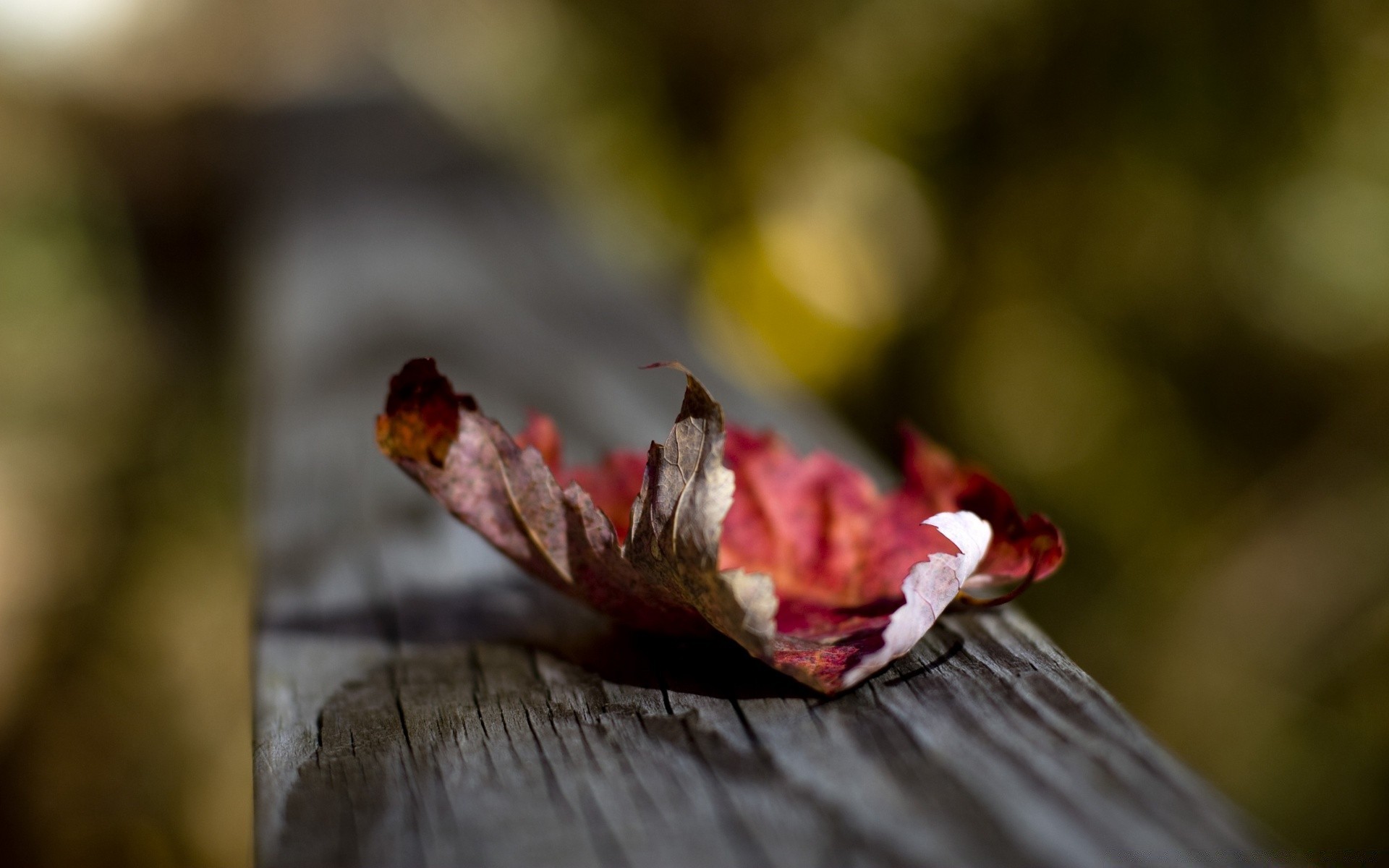 macro fleur feuille flou à l extérieur nature automne alimentaire bois