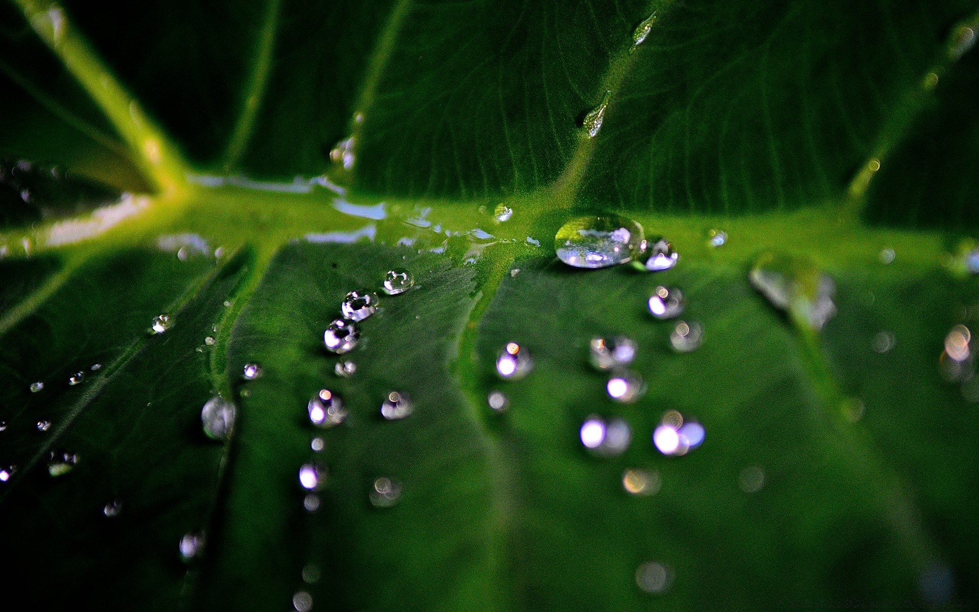 macro rosée pluie chute gouttes araignée humide feuille eau propreté déversoir flore jardin gouttes toile d araignée nature environnement croissance gros plan rosée