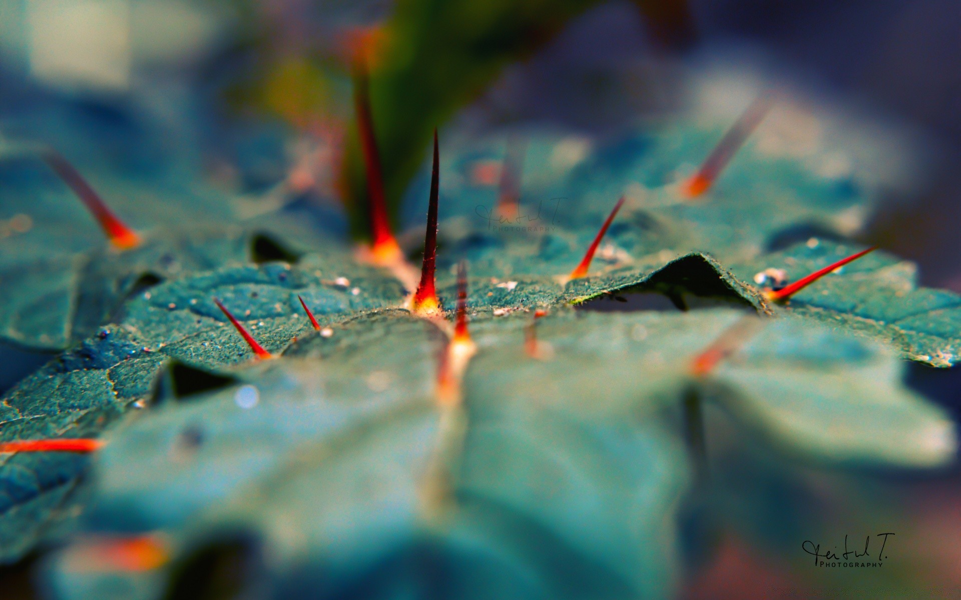 macro naturaleza al aire libre hoja color brillante desenfoque