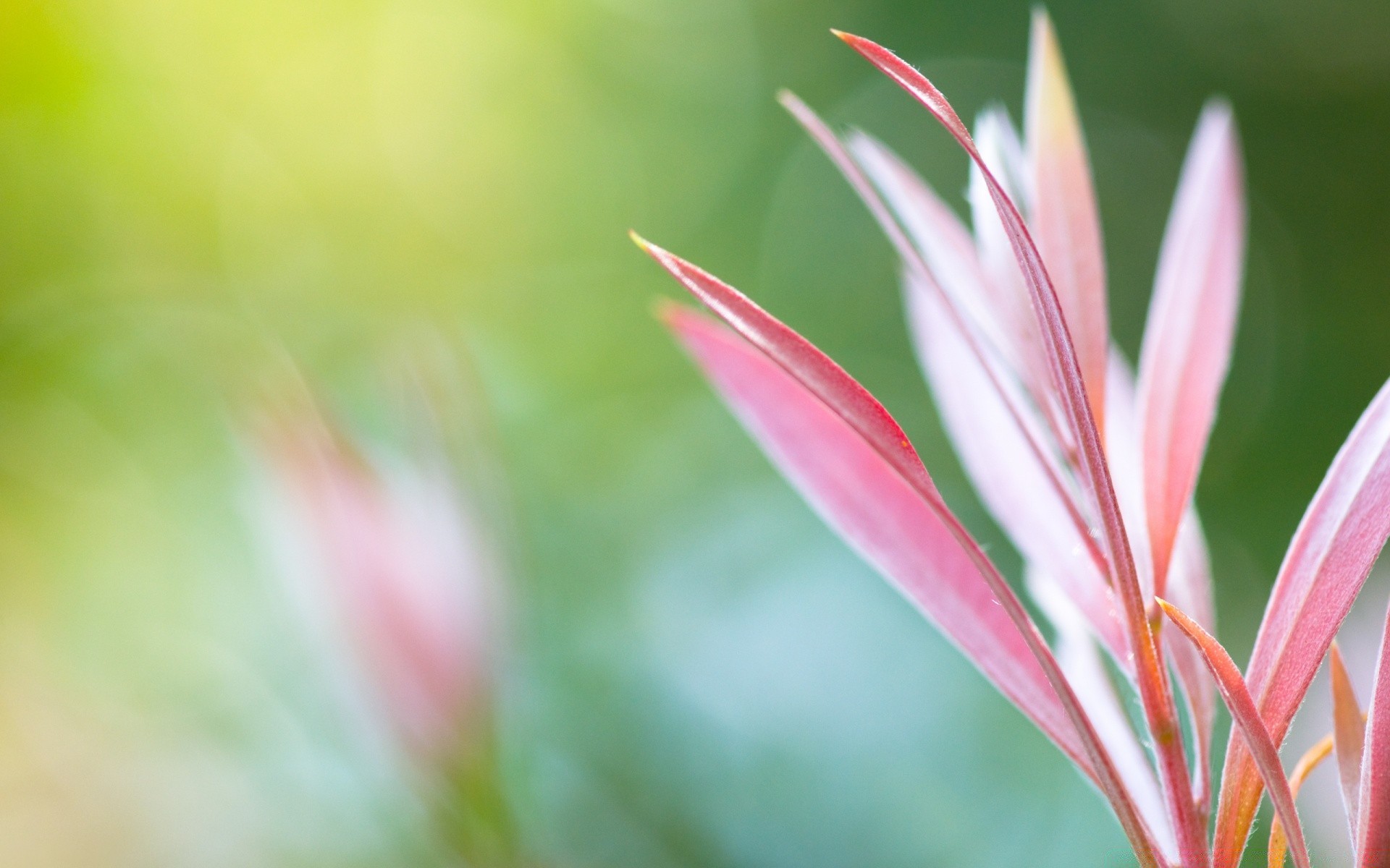 macro nature flora leaf summer bright growth blur color garden flower tropical grass outdoors