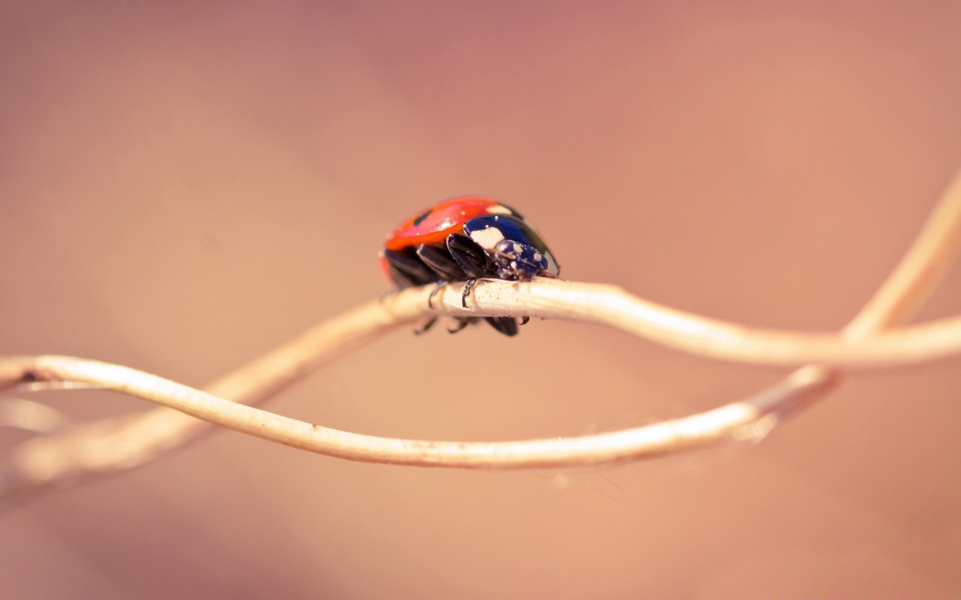 macro insect ladybug beetle biology tiny wildlife blur nature