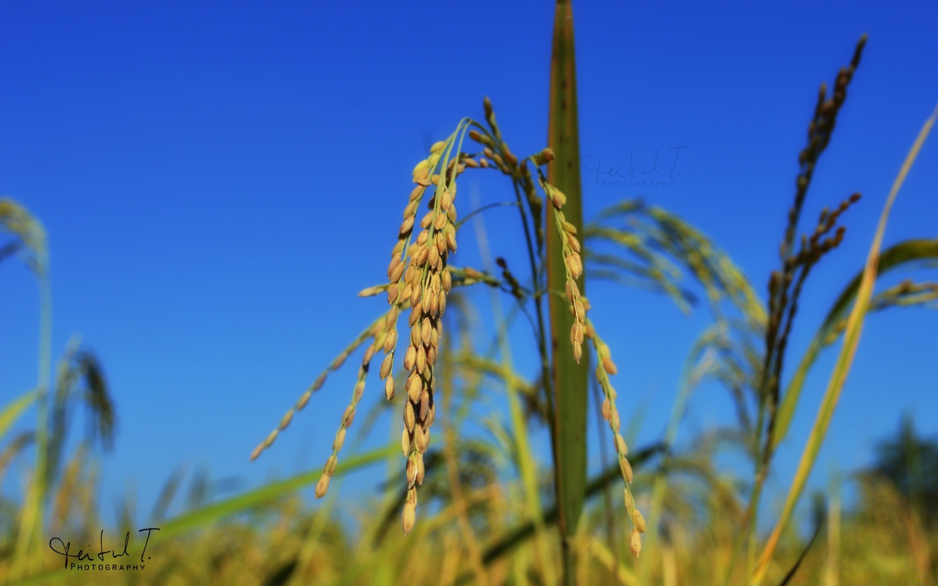 macro cereal growth rural nature corn agriculture field wheat crop farm pasture countryside outdoors flora grass summer sky fair weather husk