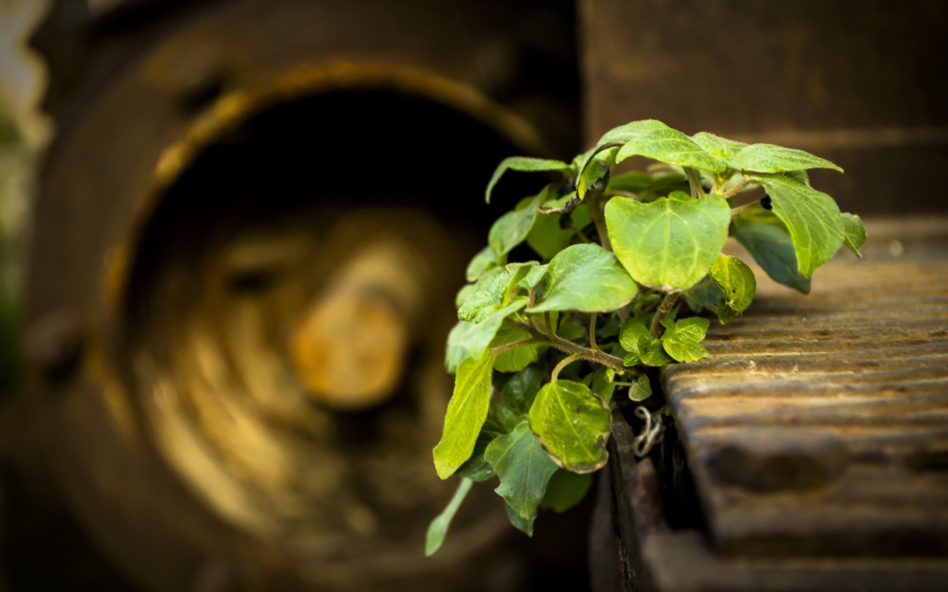 macro alimentaire flou feuille nature morte grandir