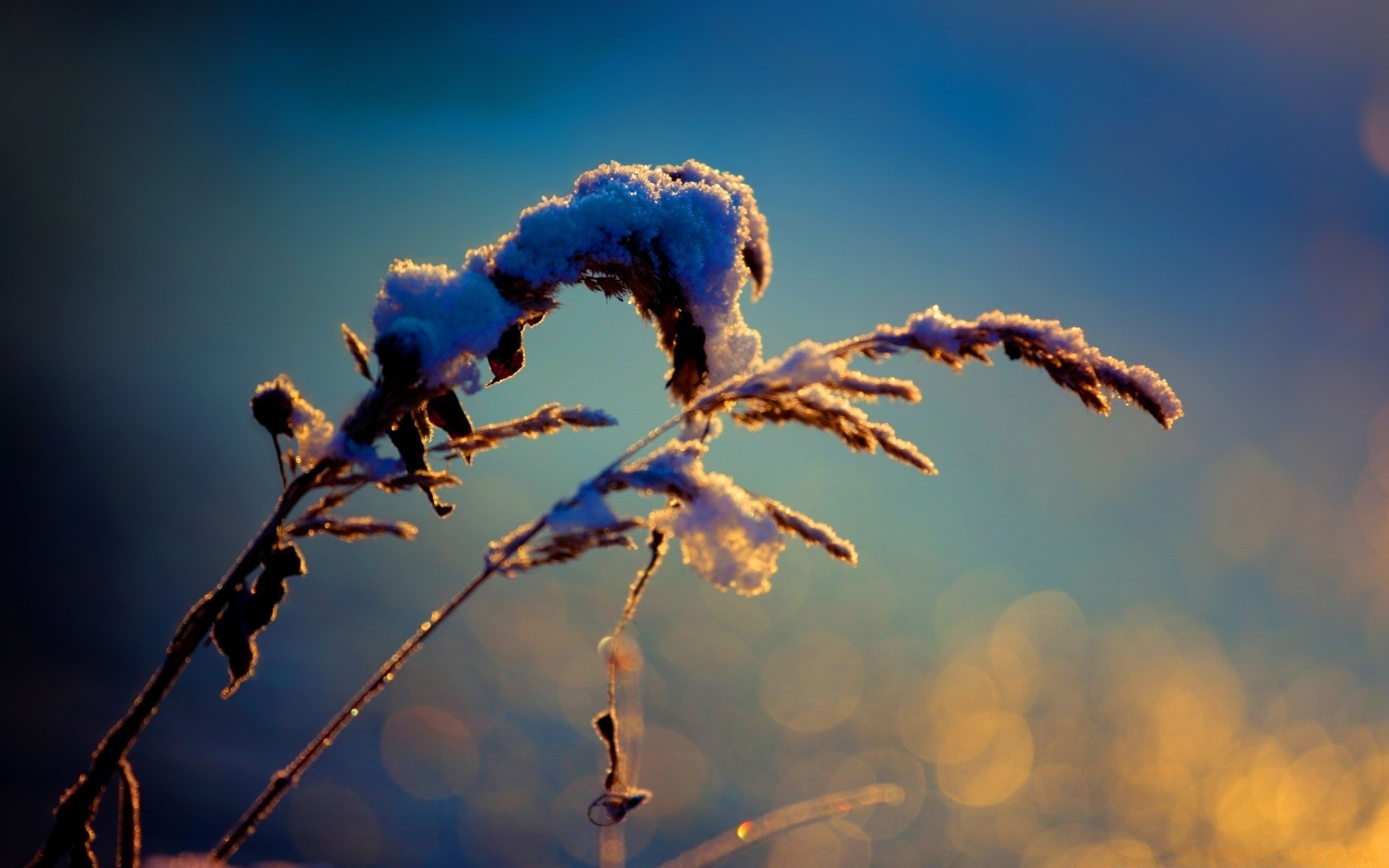 macro coucher de soleil ciel soleil nature aube à l extérieur beau temps hiver été flou