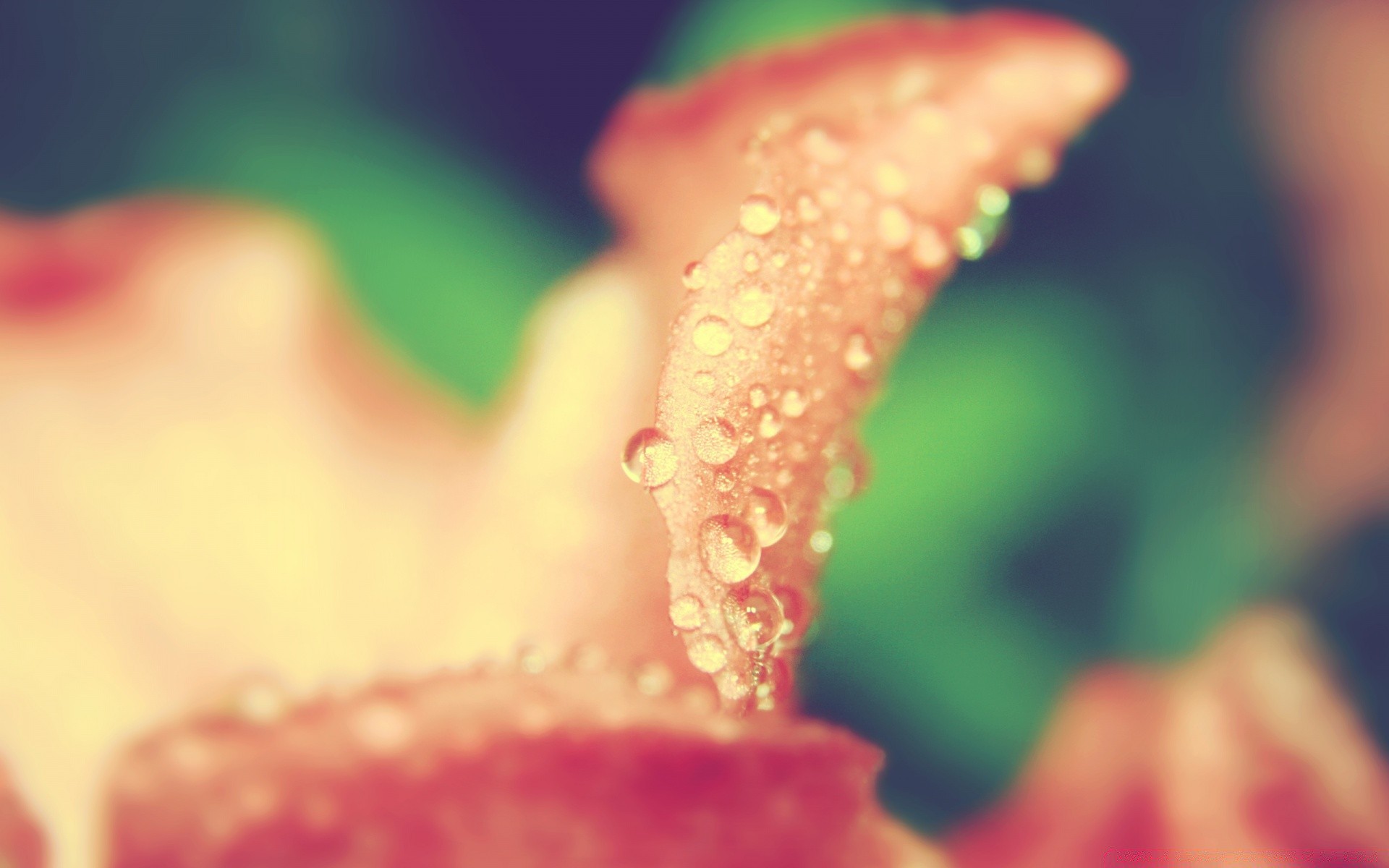 macro nature rain dew blur flower wet summer water leaf dof garden flora drop bright outdoors color growth