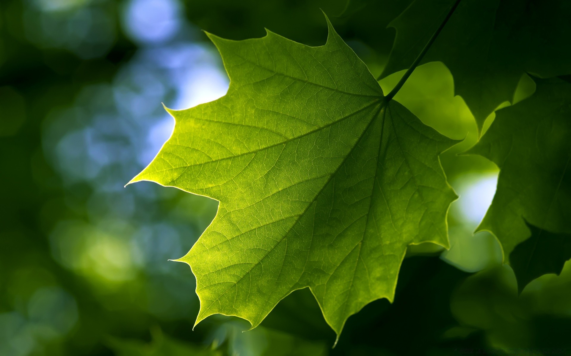 macro leaf nature bright flora fall lush growth tree color desktop