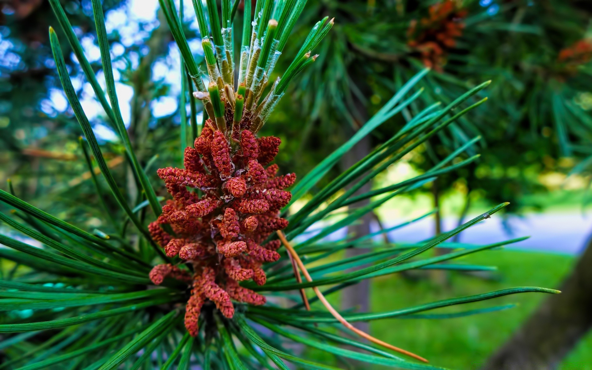 macro albero evergreen pino conifere cono ago ramo natura inverno stagione decorazione conifere all aperto abete foglia flora natale abete rosso primo piano