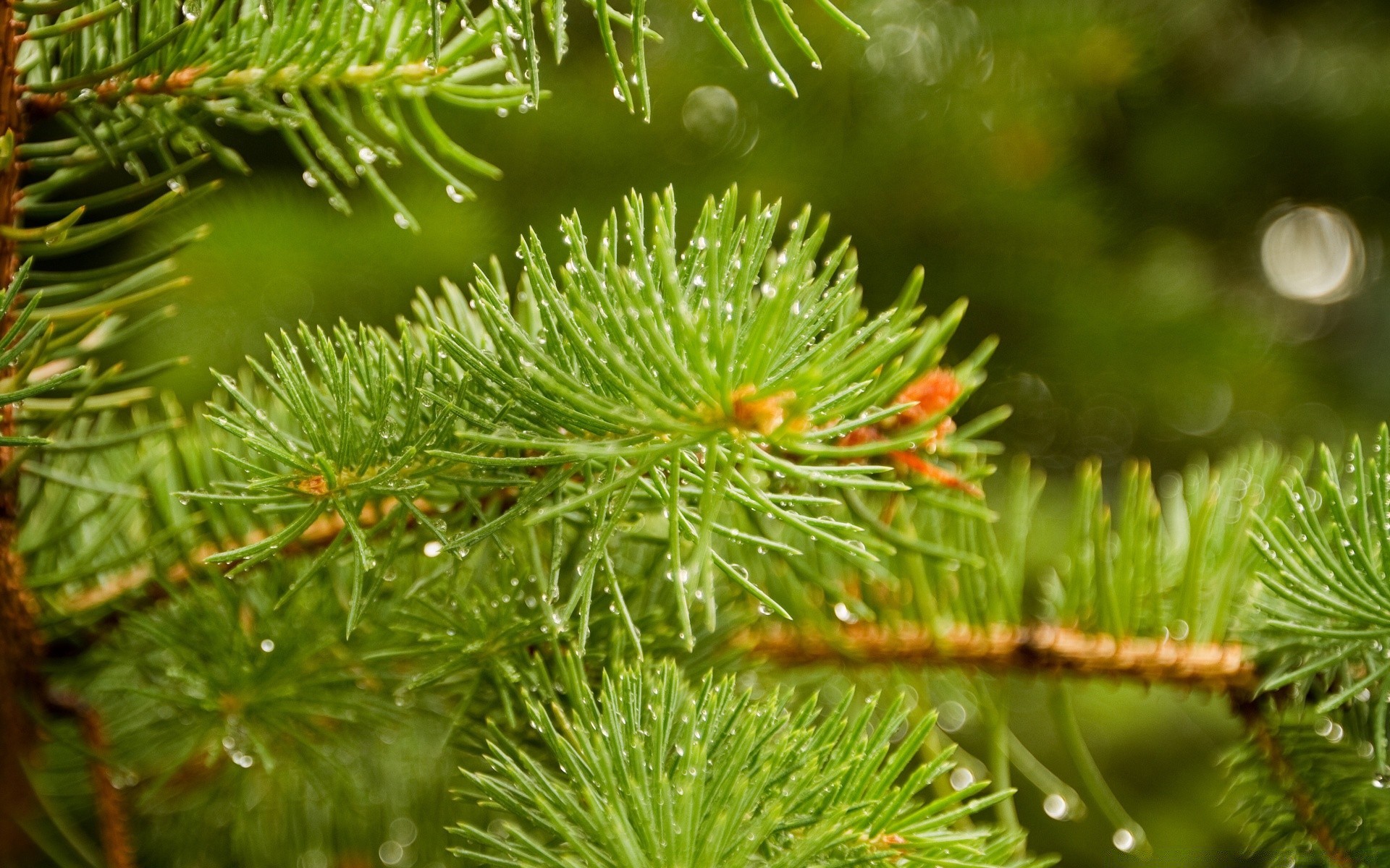 makroaufnahme nadeln kiefer baum evergreen winter zweig nadelbaum weihnachten tanne fichte nadelbaum natur saison dekoration kegel blatt schließen flora im freien