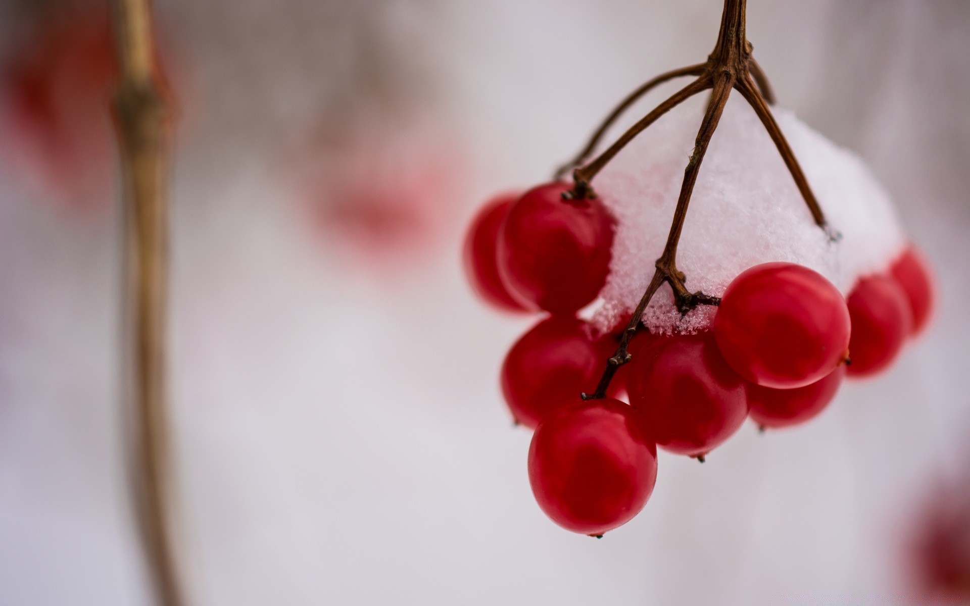 makro fotoğrafçılığı doğa berry meyve yaprak bulanıklık kiraz ahşap