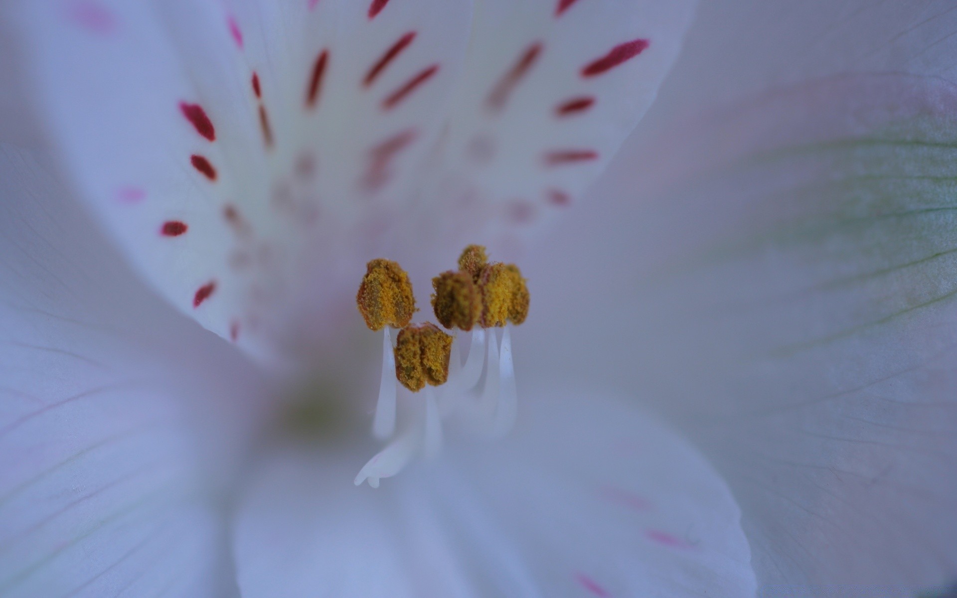 makro kwiat natura flora lato ogród płatek rozmycie kolor bluming zbliżenie delikatny martwa natura dof