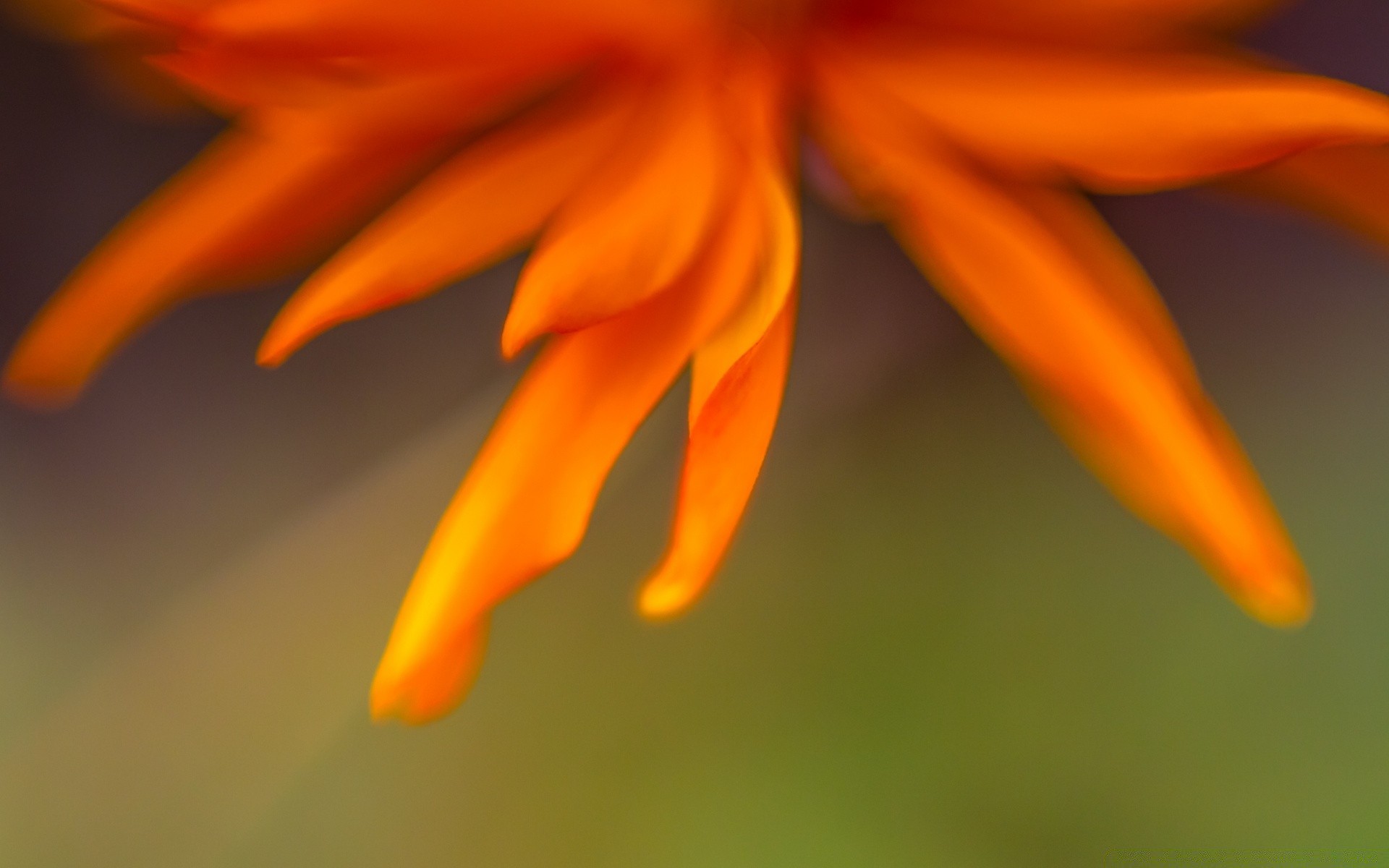 macro nature flou à l extérieur fleur lumineux flore été