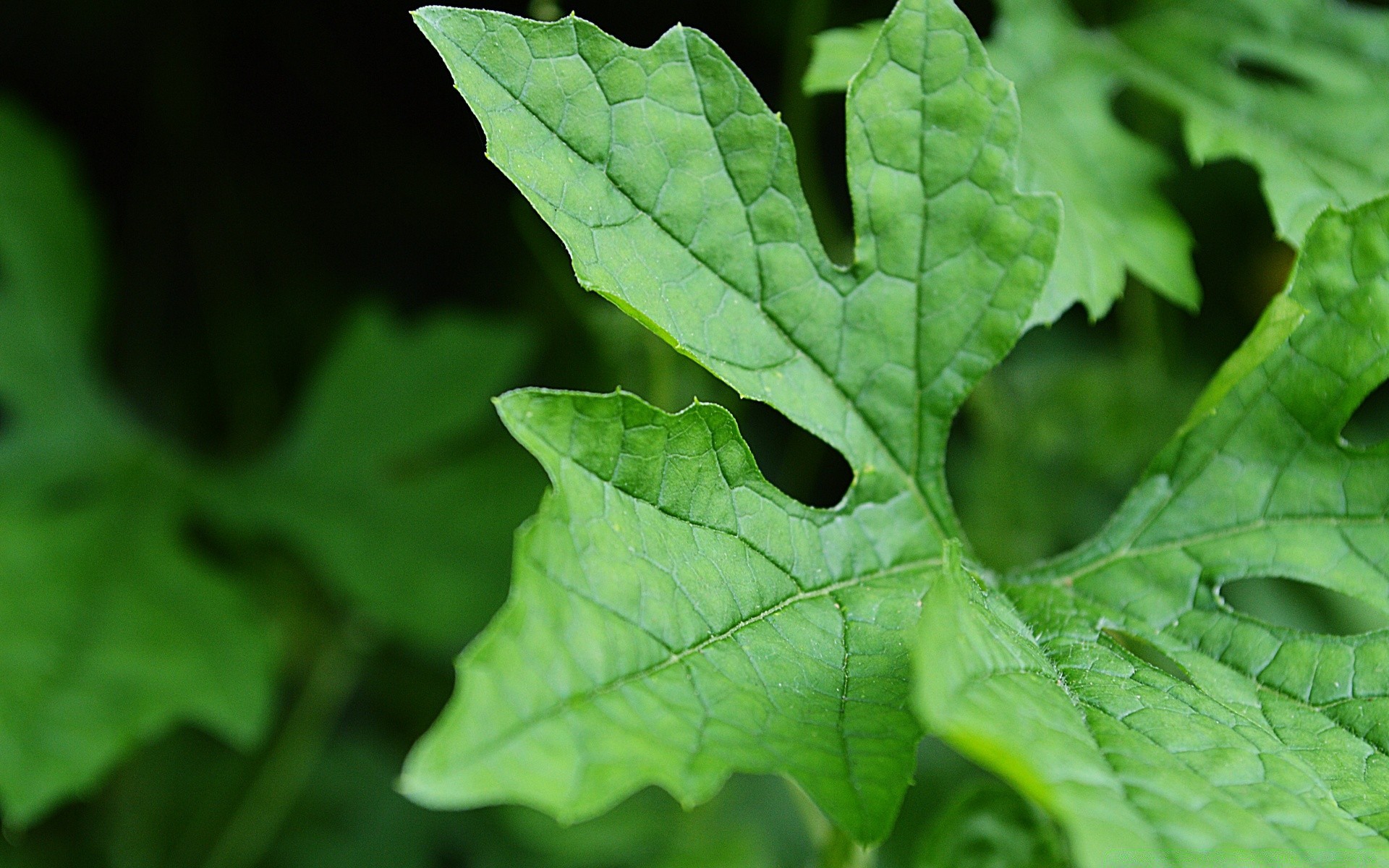 macro leaf flora nature growth lush summer garden close-up environment bright rain freshness ecology