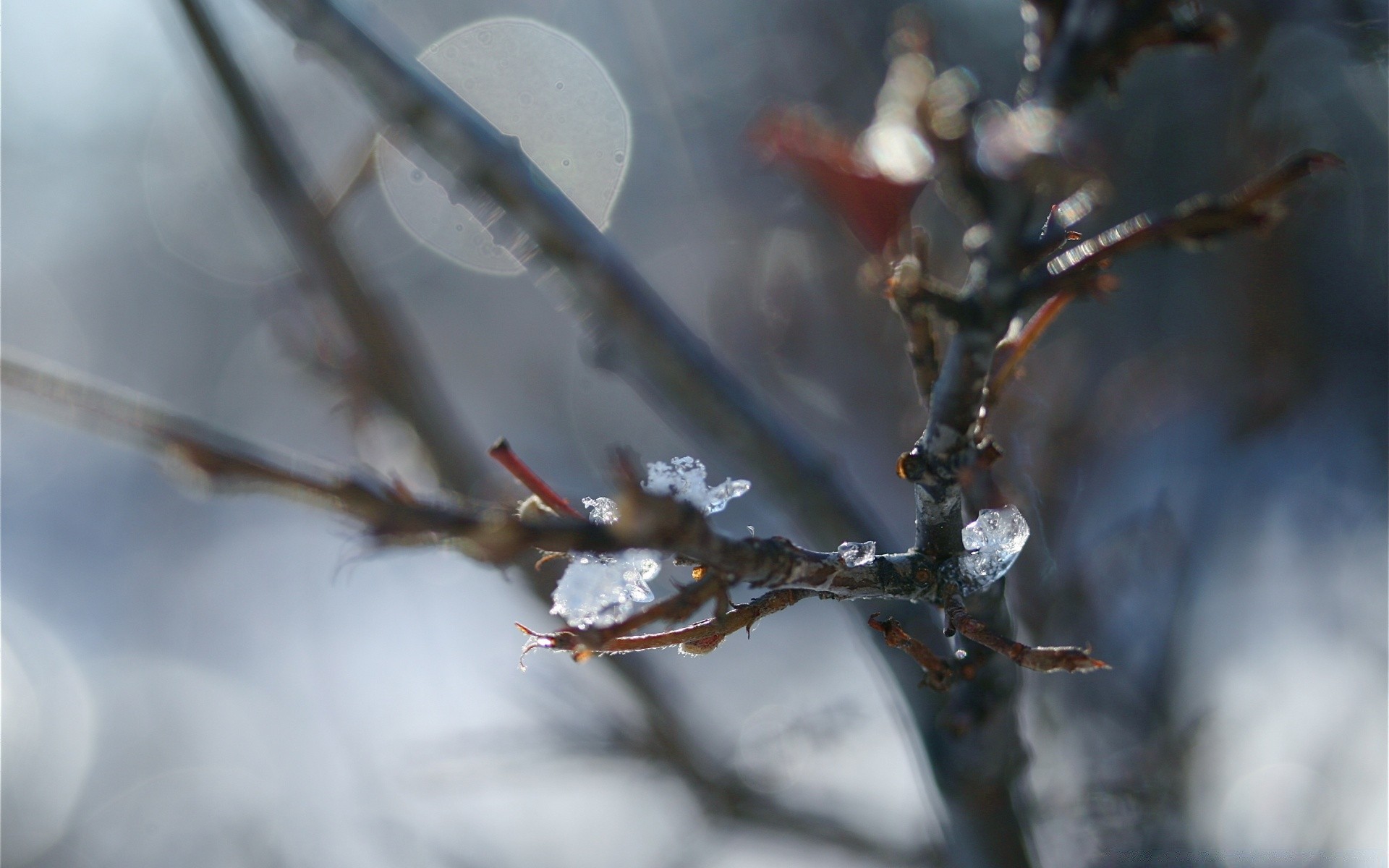 fotografia macro inverno geada neve árvore ramo natureza frio ao ar livre outono estação paisagem congelado folha madeira gelo tempo geada luz