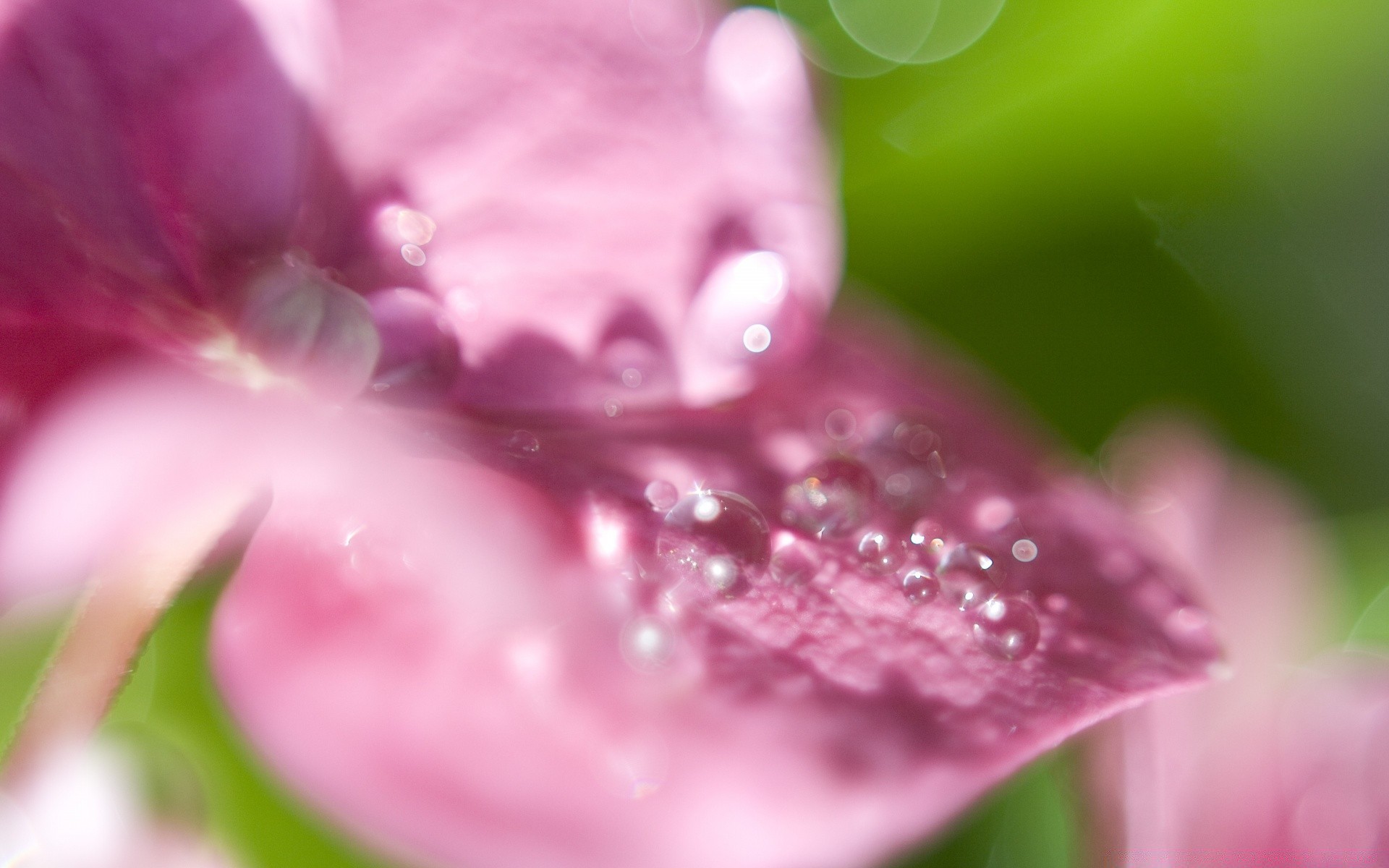 macro flower flora nature garden dew beautiful leaf summer color close-up rain bright drop wet petal desktop close floral purity