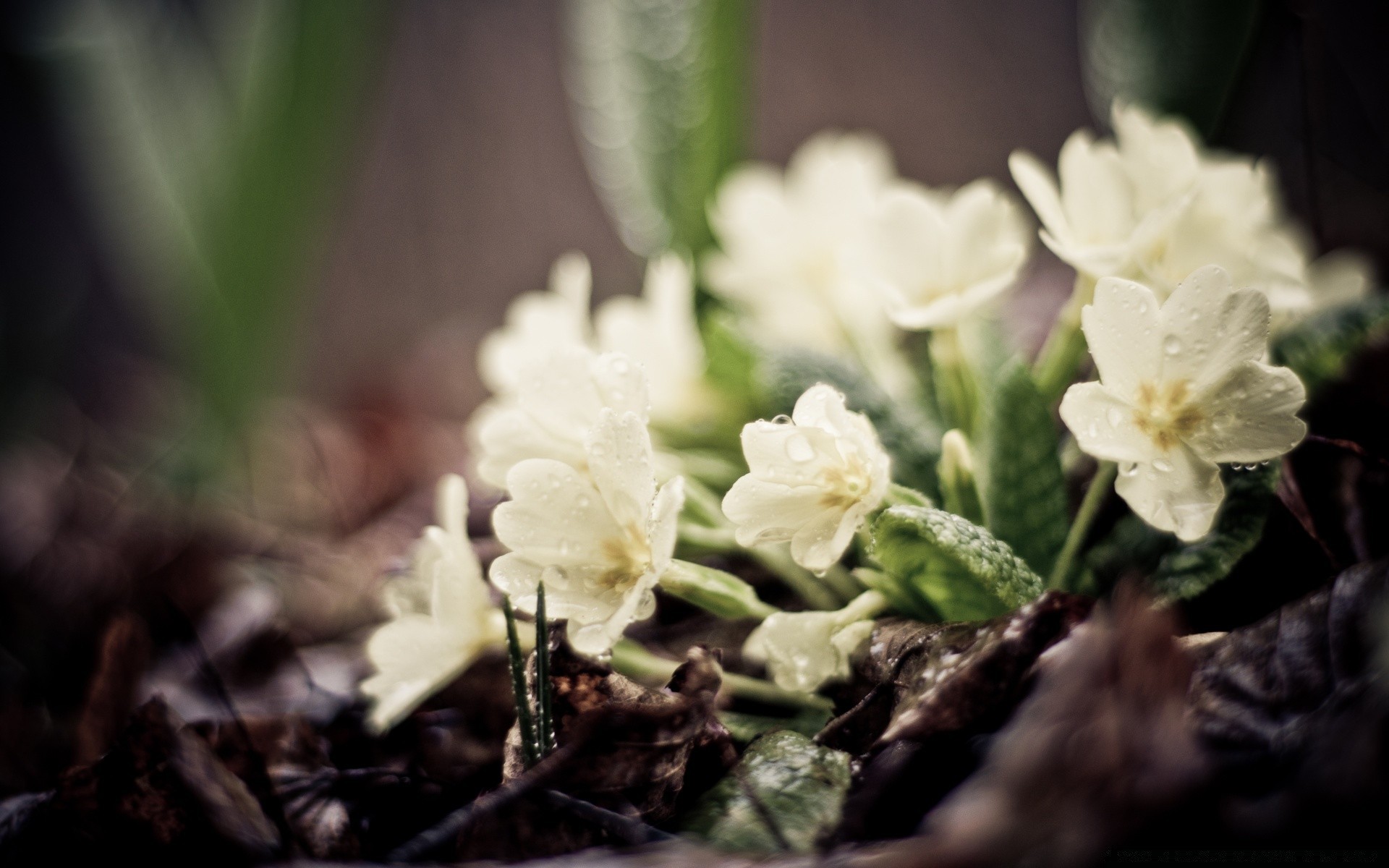 macro nature flower flora leaf floral close-up petal blooming season garden beautiful summer outdoors bright growth color wild bud