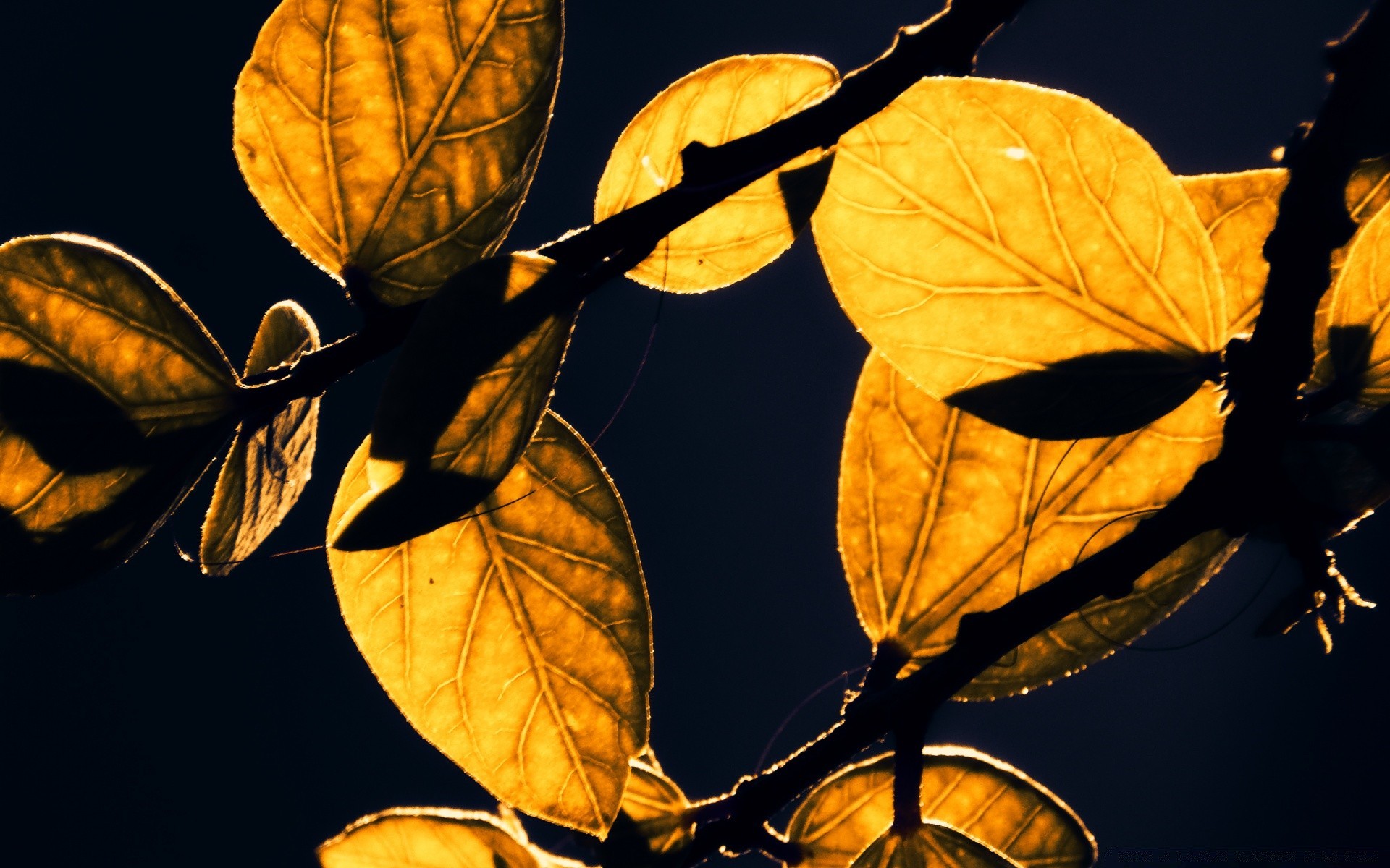 macro feuille automne flore arbre nature branche saison à l extérieur lumière lumineux croissance changement jardin bureau couleur isolé