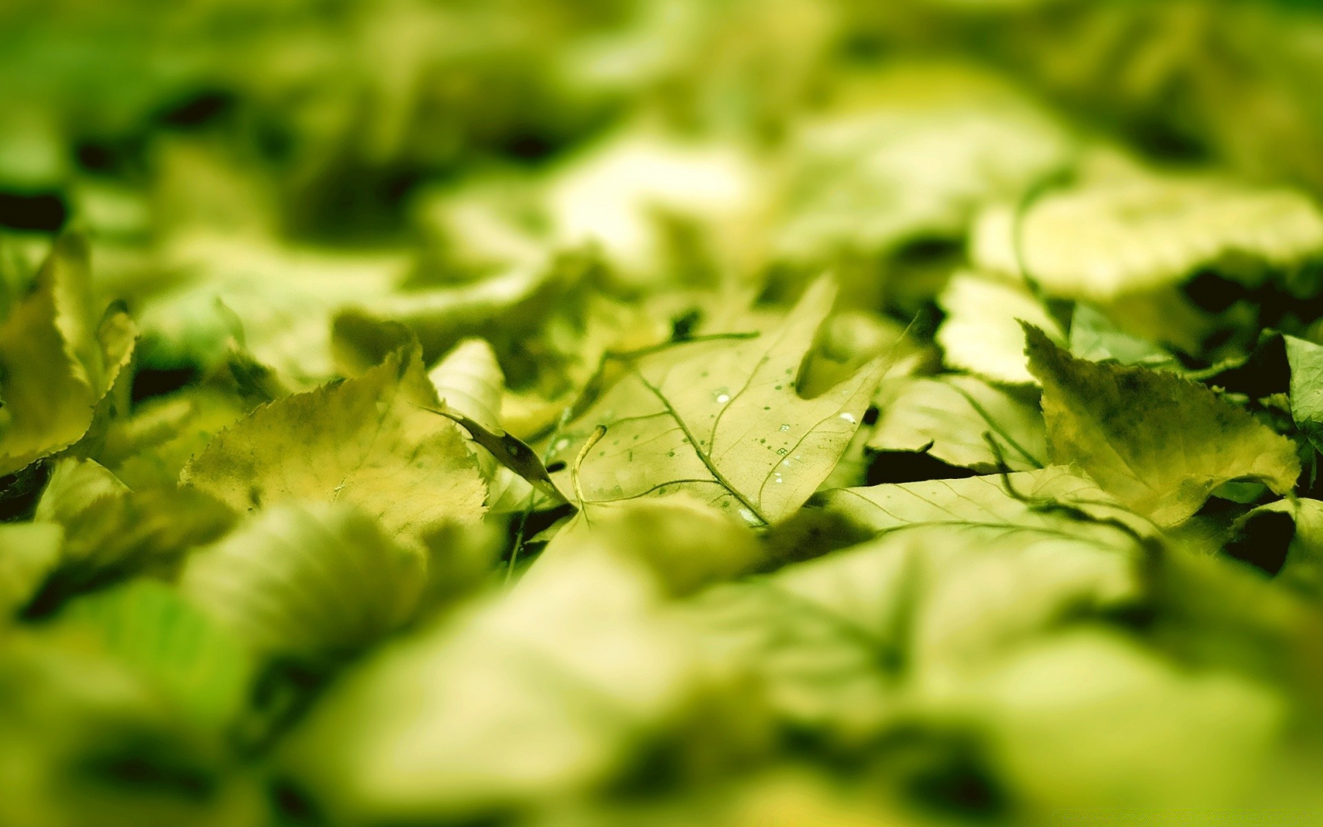 makroaufnahme blatt essen gemüse frische flora natur gesund garten kräuter schließen gesundheit salat