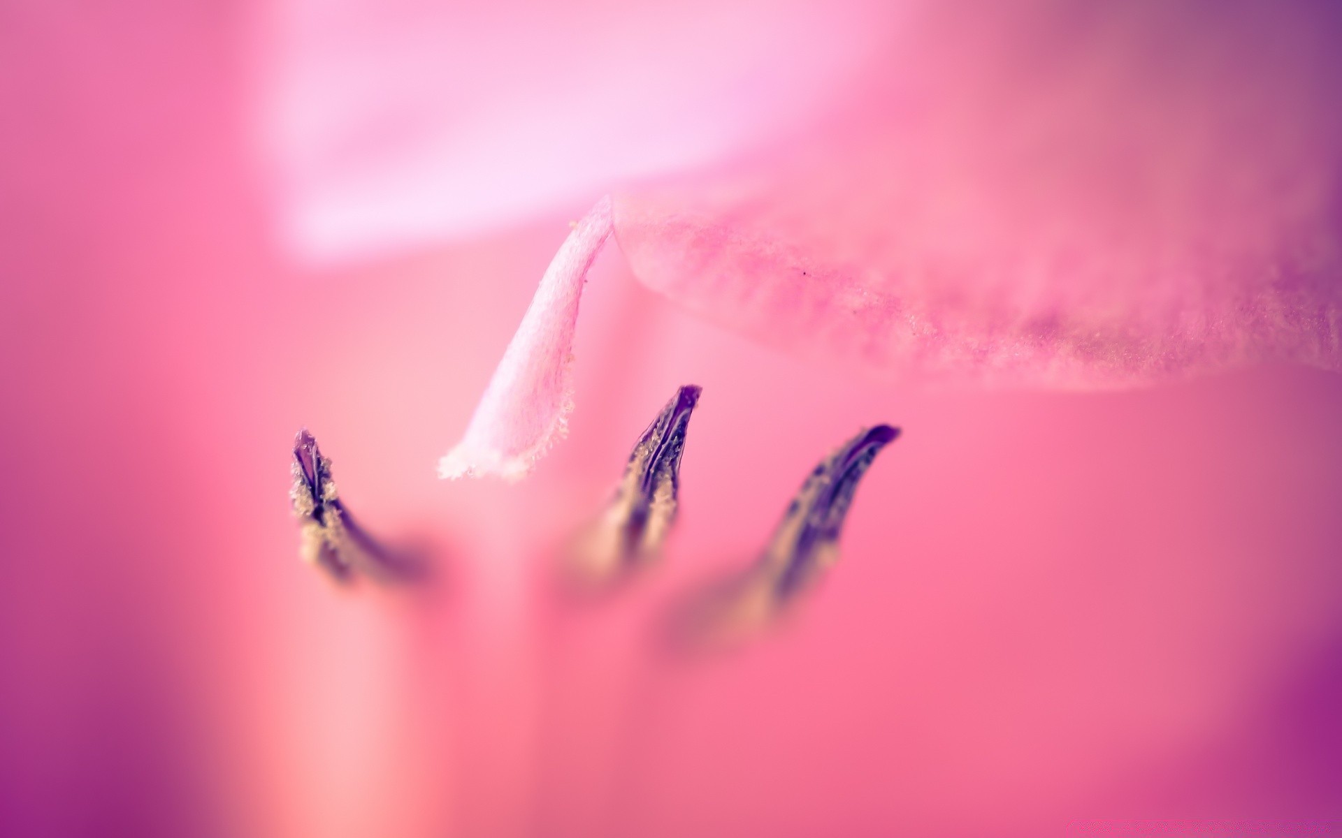 macro nature blur summer insect outdoors bright flower