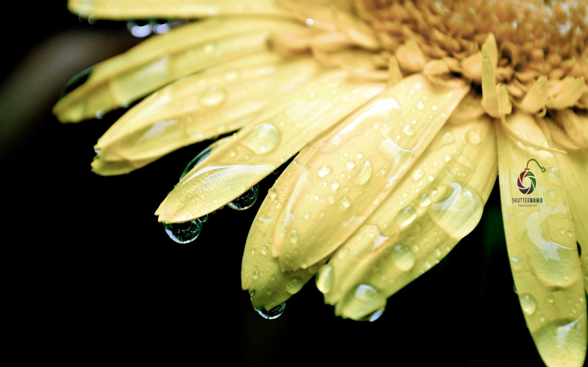 macro nature flora leaf flower close-up desktop drop bright color summer water