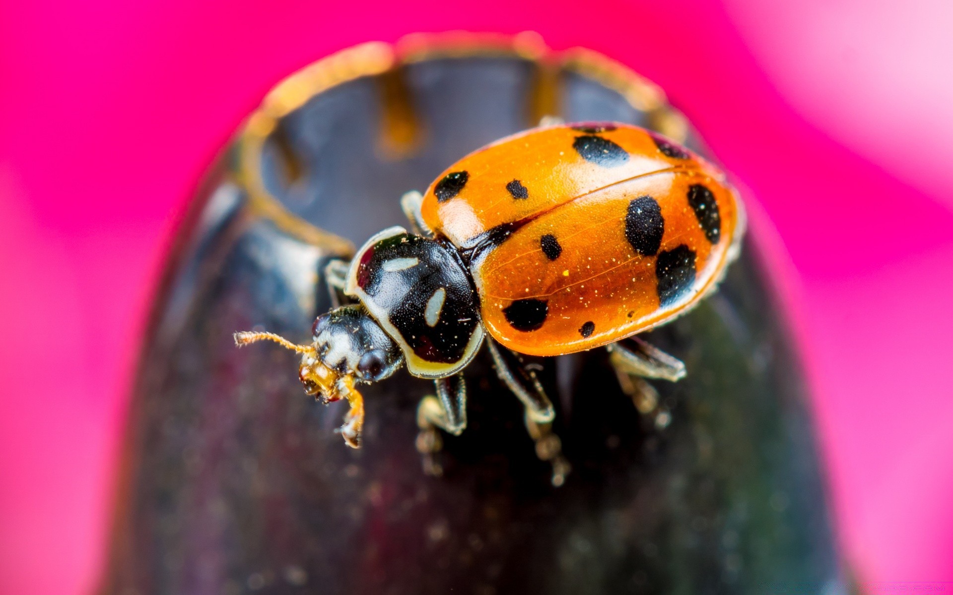 macro insecte coléoptère coccinelle nature peu invertébrés à l extérieur la faune unique biologie