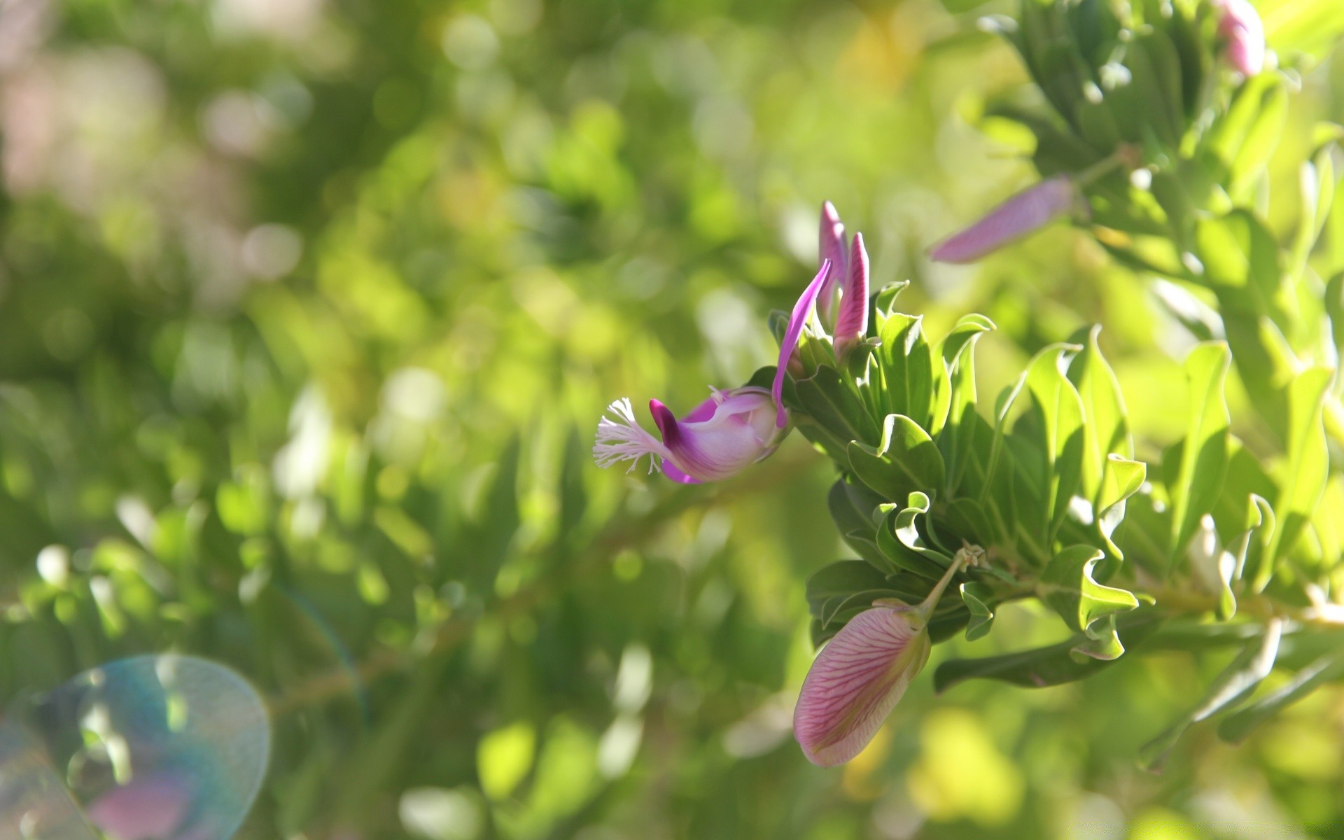 macro nature flora leaf summer garden flower growth fair weather bright grass field color tree branch beautiful close-up outdoors sun blooming