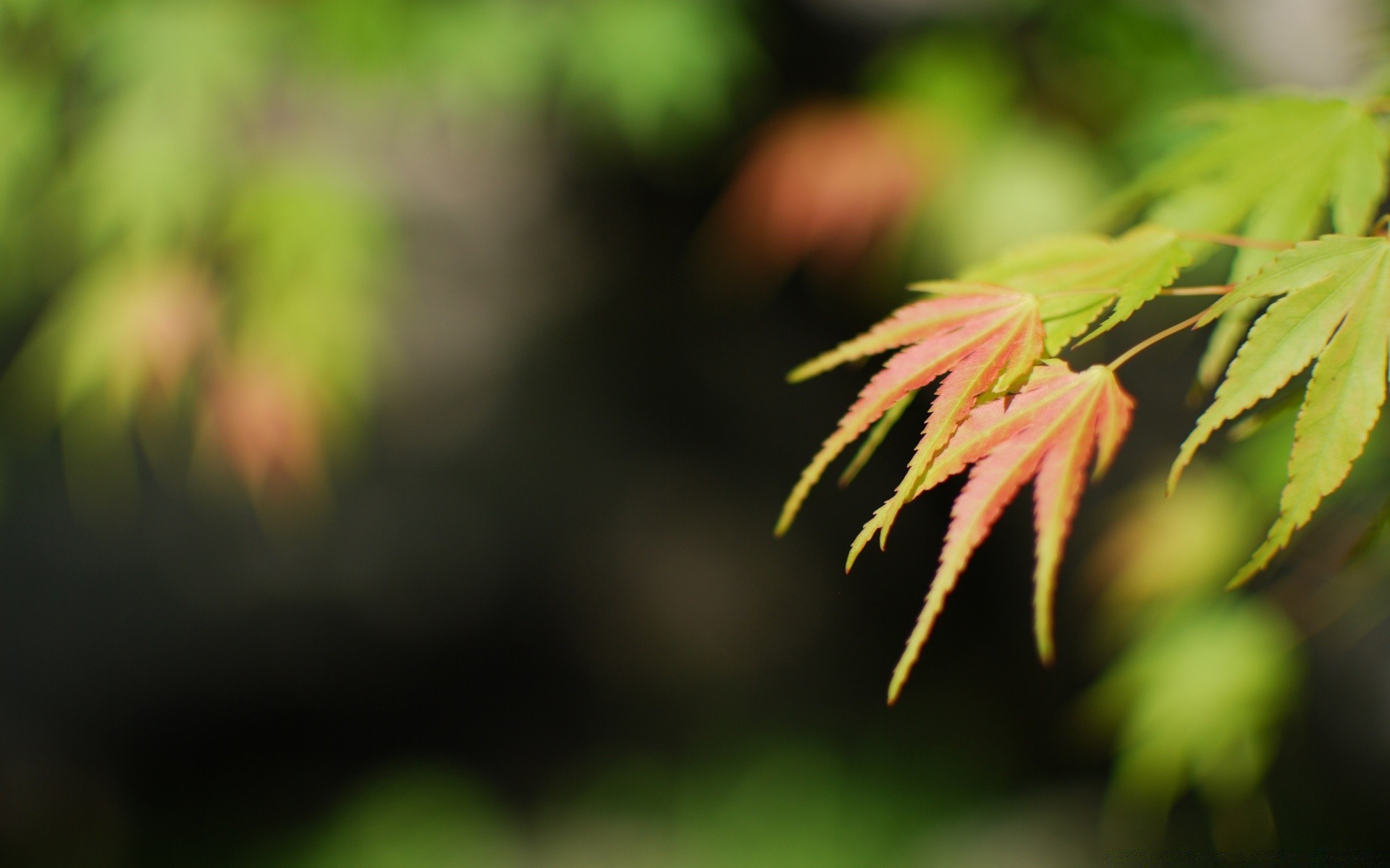 macro feuille nature flore jardin extérieur croissance fleur été couleur lumineux flou bois bois gros plan lumière parc herbe dof environnement