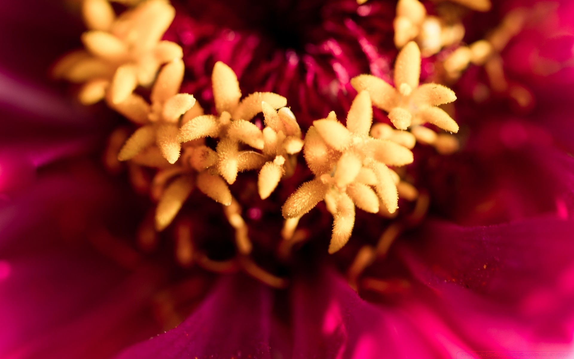 macro flor natureza cor close-up flora jardim bela área de trabalho luz perto floral decoração verão blooming pétala abstrato borrão dof