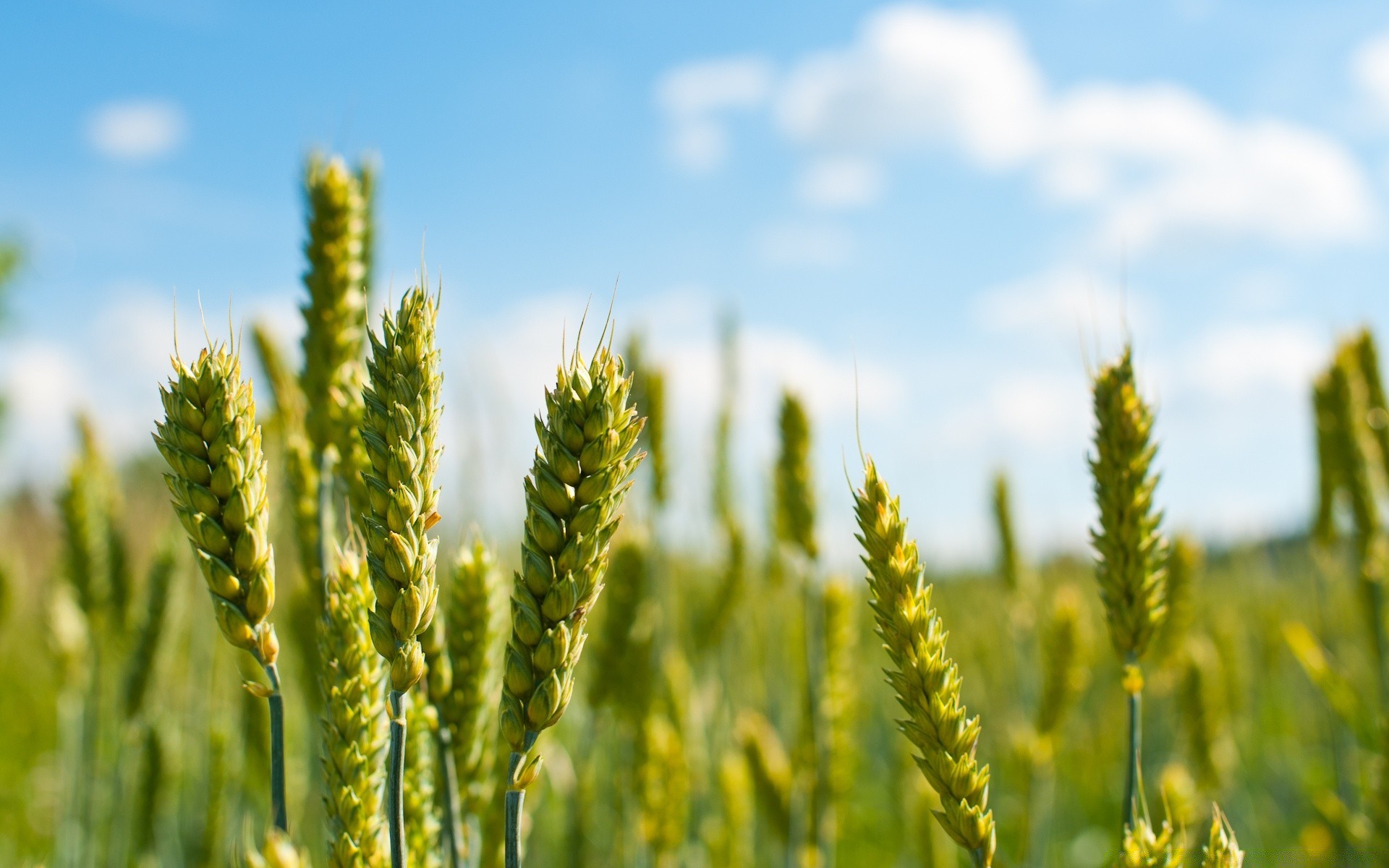 macro trigo pasto rural cereales naturaleza verano maíz pan centeno campo campo agricultura crecimiento sol paja tierras de cultivo al aire libre cosecha cebada