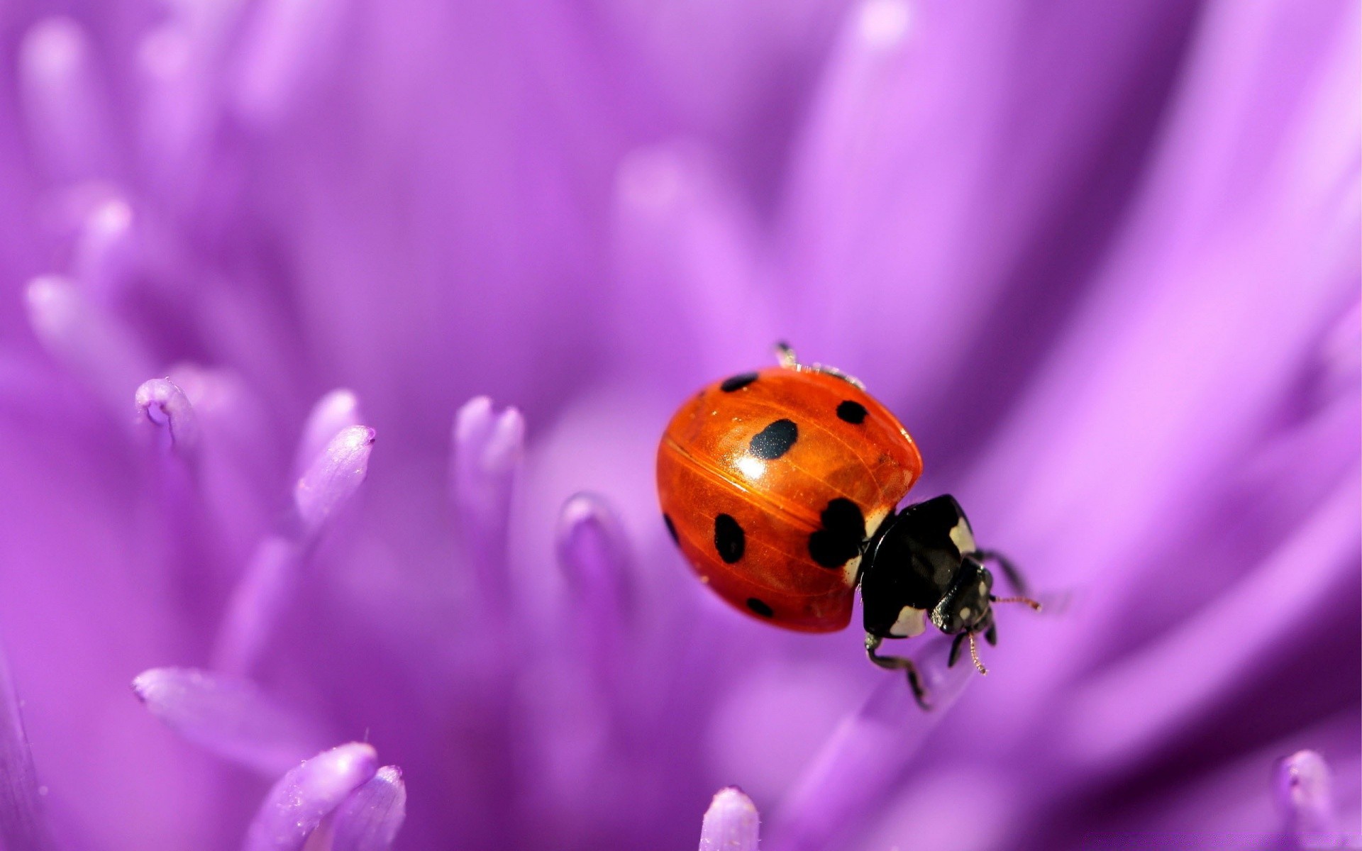 macro natura insetto fiore flora coccinella piccolo estate scarabeo luminoso colore giardino