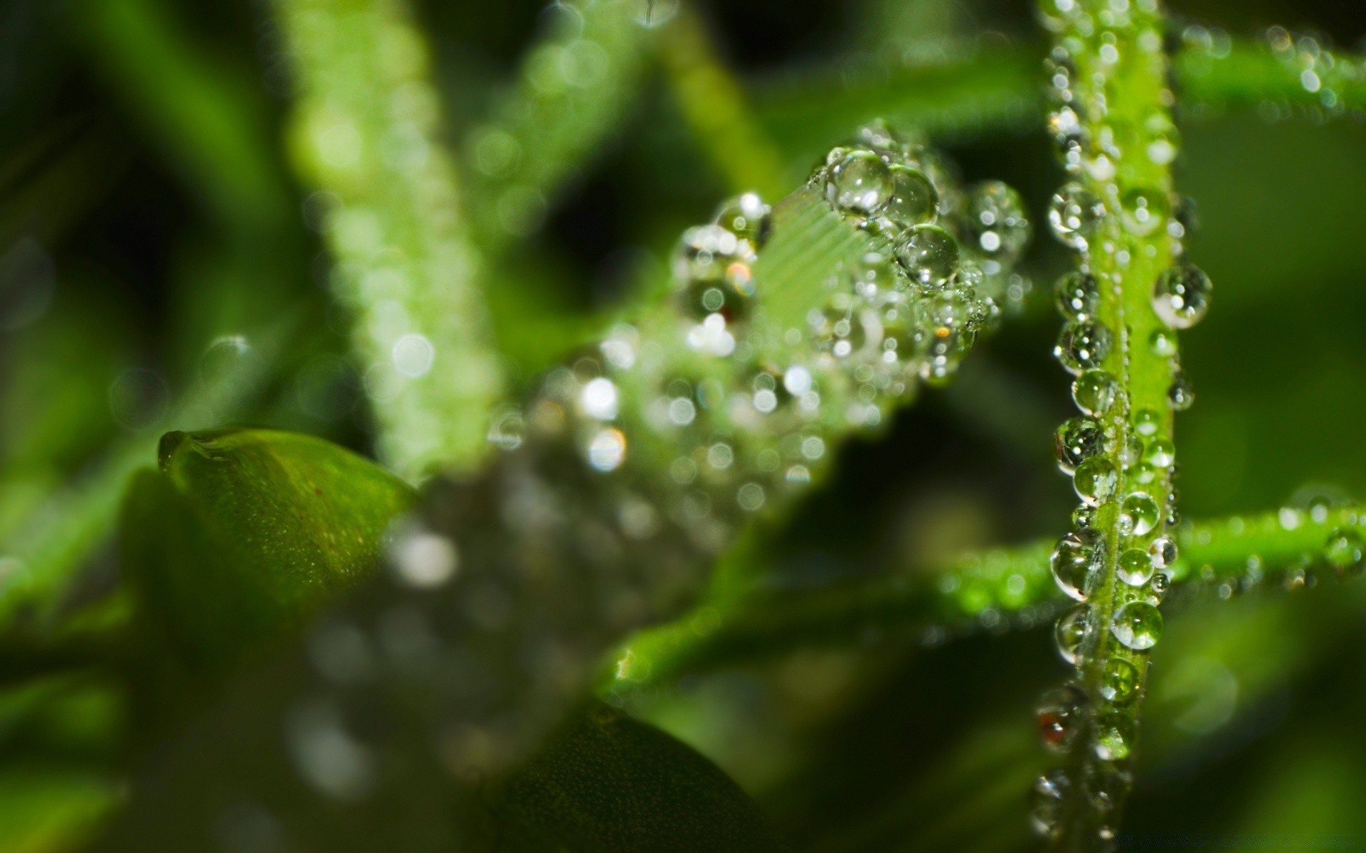 macro pioggia foglia rugiada goccia natura flora gocce acqua gocce pulito bagnato crescita giardino alba ambiente freschezza close-up waterdrop