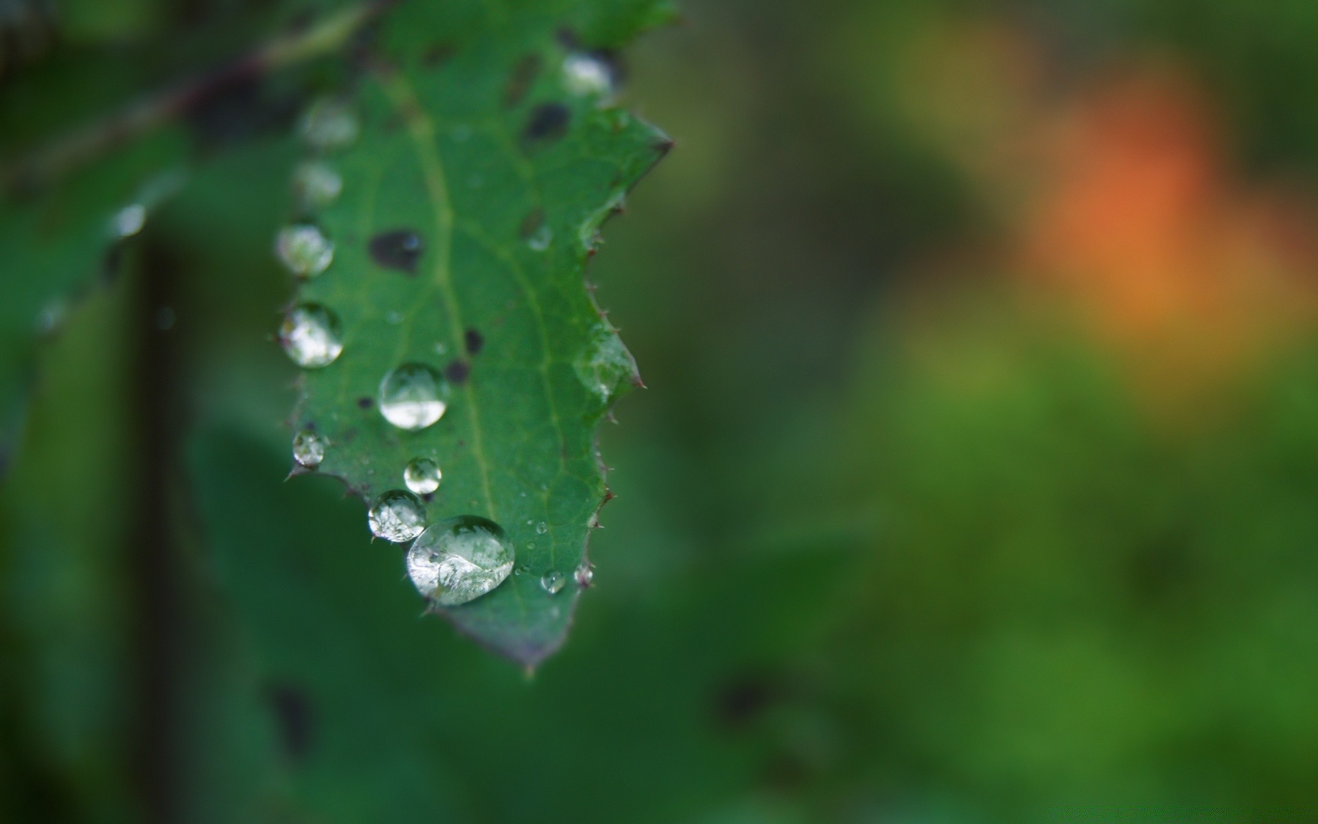 macro folha chuva orvalho queda natureza flora gotas ambiente jardim limpeza molhado água crescimento inseto ao ar livre gotas amanhecer verão