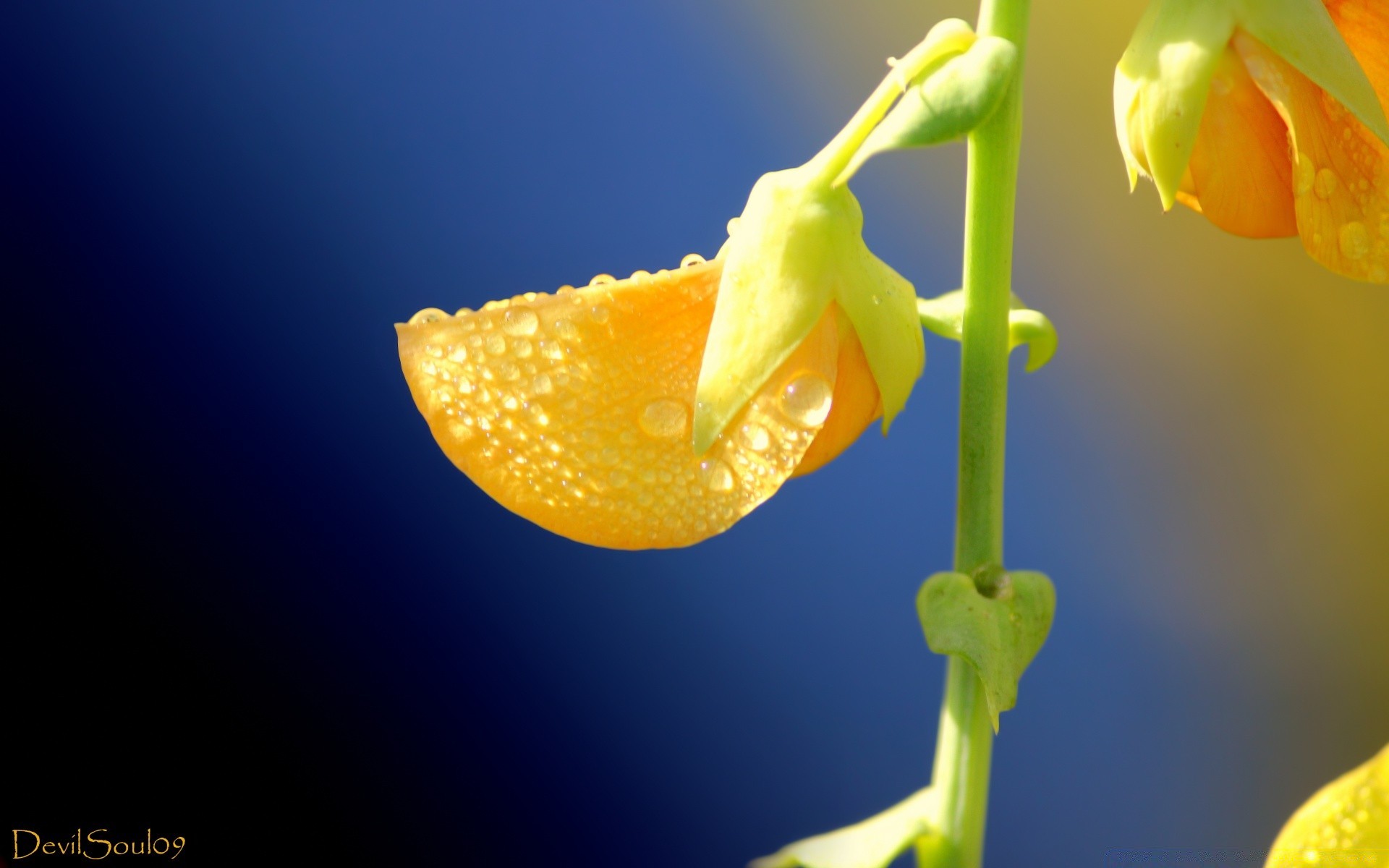 macro natura foglia luminoso tropicale fiore isolato crescita estate