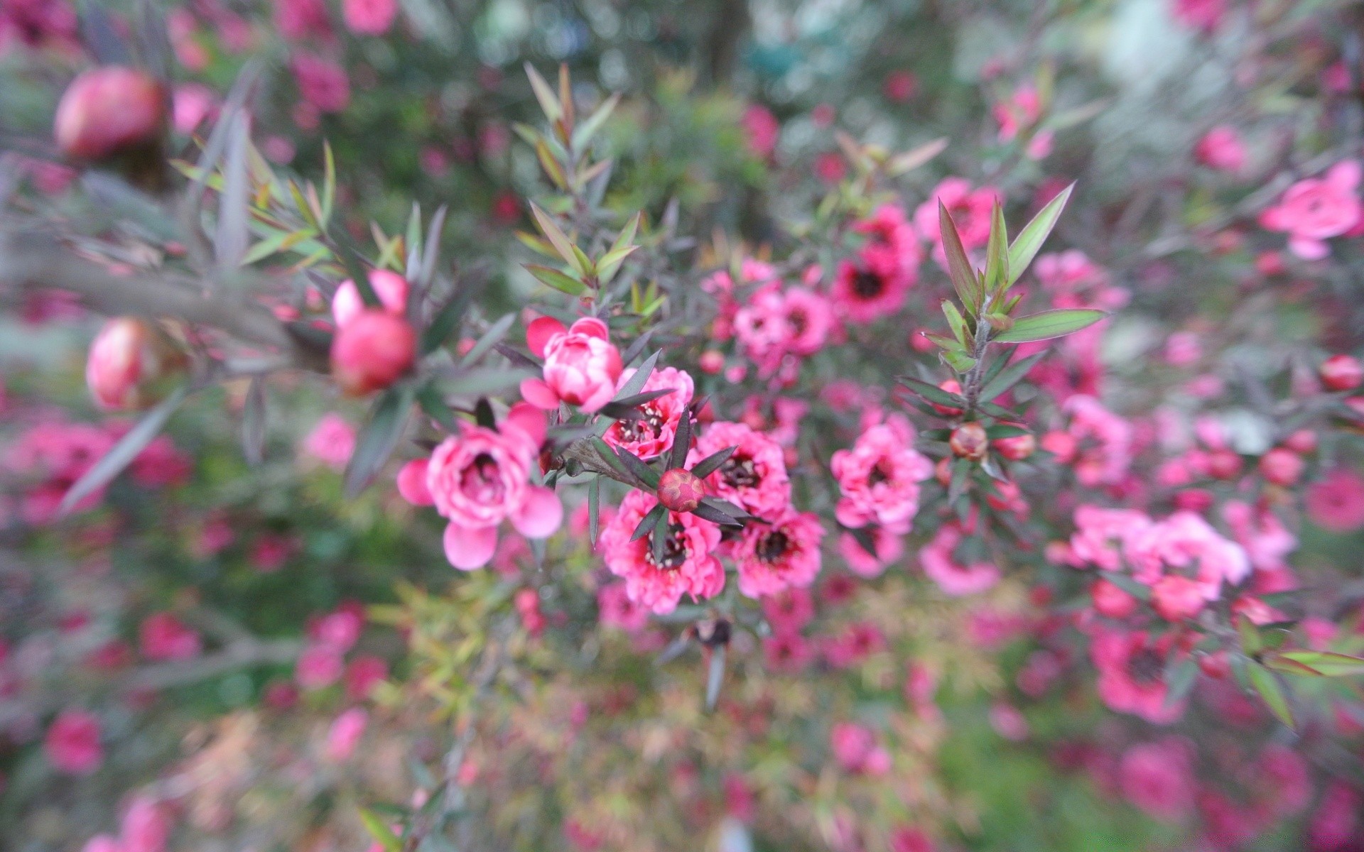 macro flora fiore giardino natura albero ramo arbusto primo piano colore foglia fioritura stagione floreale estate luminoso crescita petalo soleggiato parco botanico