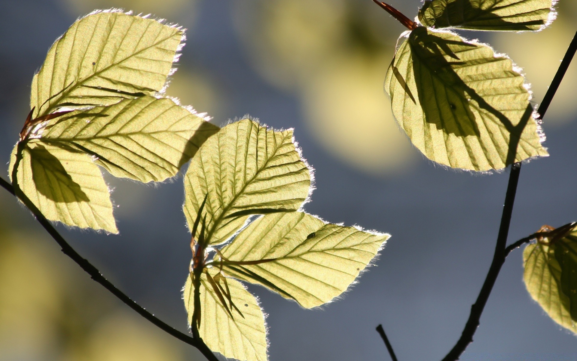 makro blatt natur zweig im freien wachstum flora baum hell herbst saison holz sommer gutes wetter medium farbe schließen sanft garten sonne