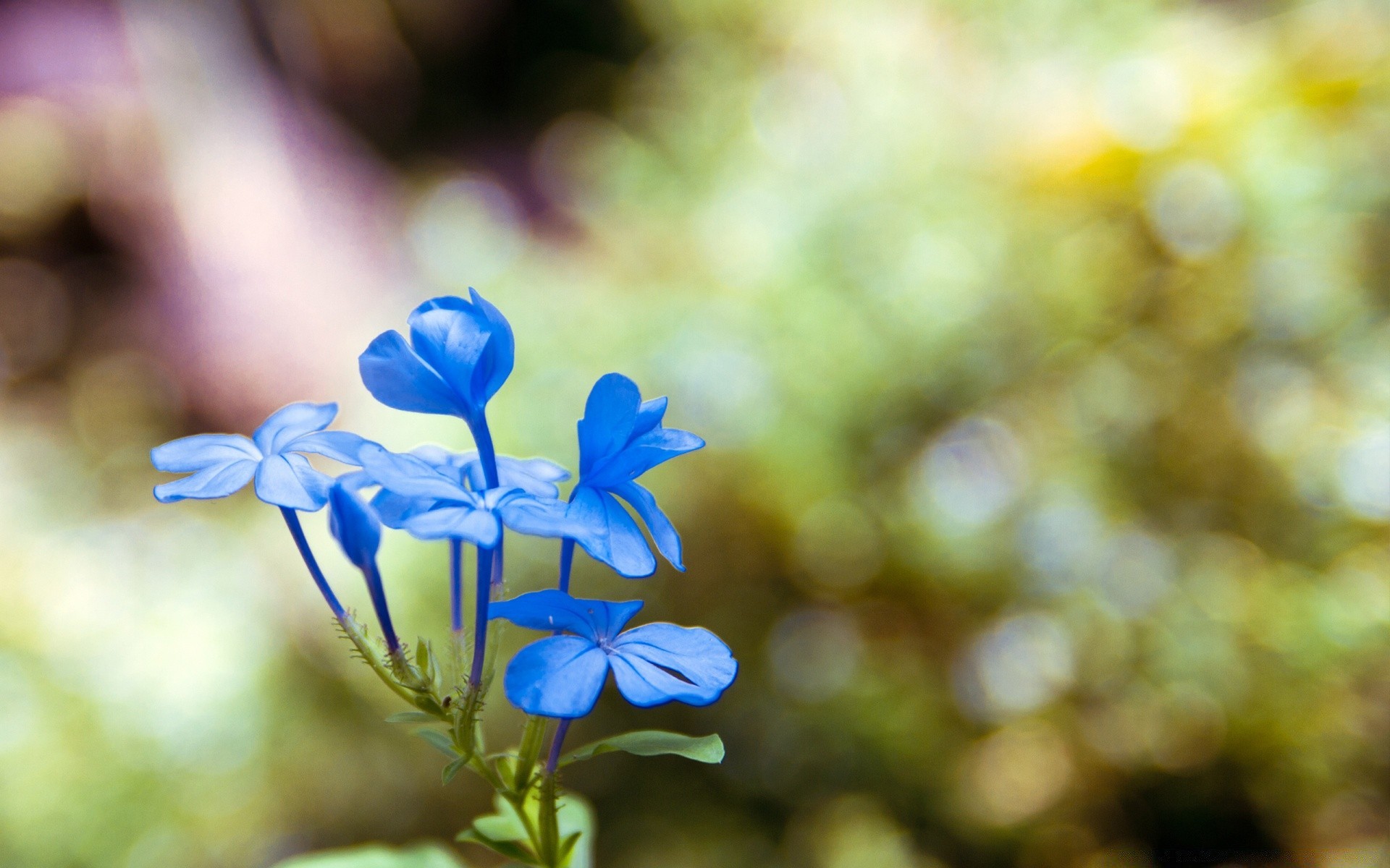 makro natur blume unschärfe flora sommer blatt garten farbe im freien hell schließen gutes wetter schön blühen blütenblatt saison blumen