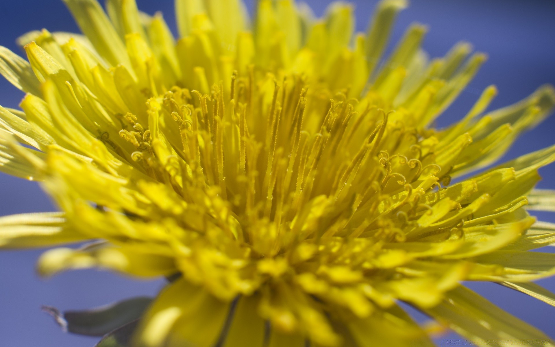 makro kwiat natura ogród flora lato mniszek lekarski bluming kolor płatek zbliżenie liść na zewnątrz sianokosy kwiatowy żywy