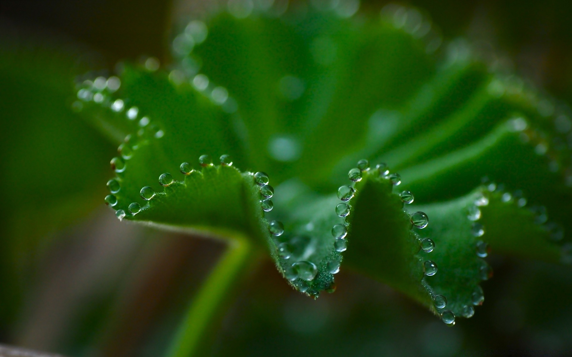 macro pioggia foglia rugiada goccia flora natura gocce bagnato crescita purezza gocce giardino acqua ambiente lussureggiante sfocatura freschezza ecologia