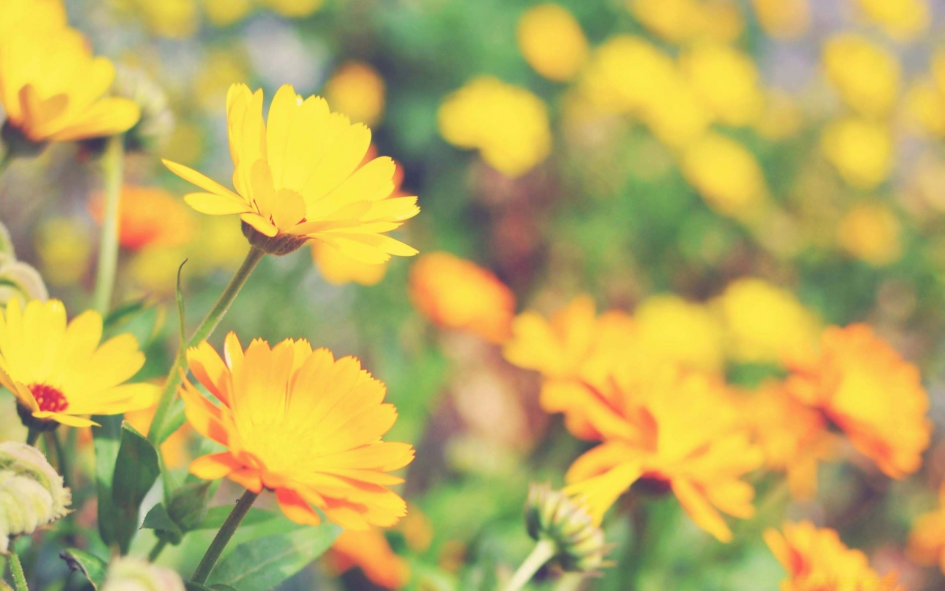 macro nature summer flower flora leaf bright garden growth fair weather color outdoors field season floral grass petal sun blooming close-up